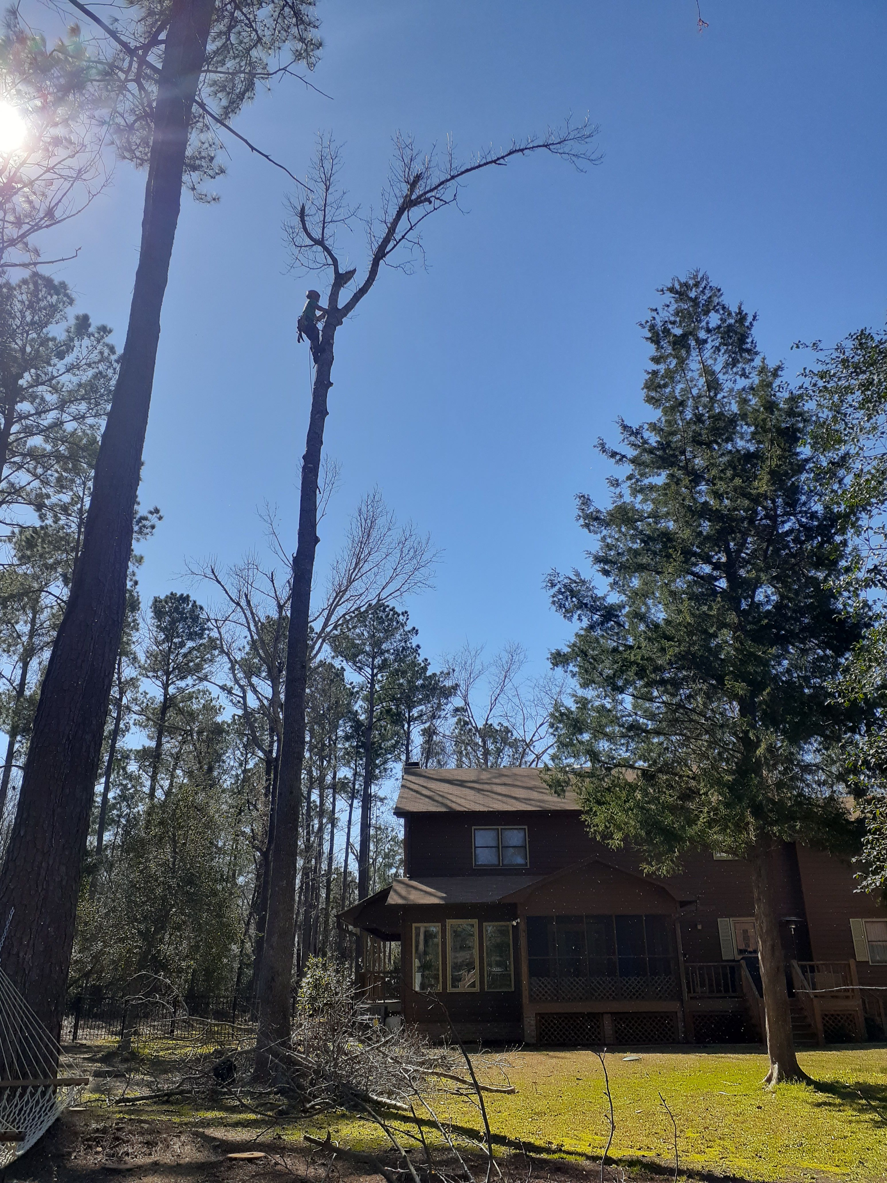  for Professional Tree Service USA in Chattanooga, TN