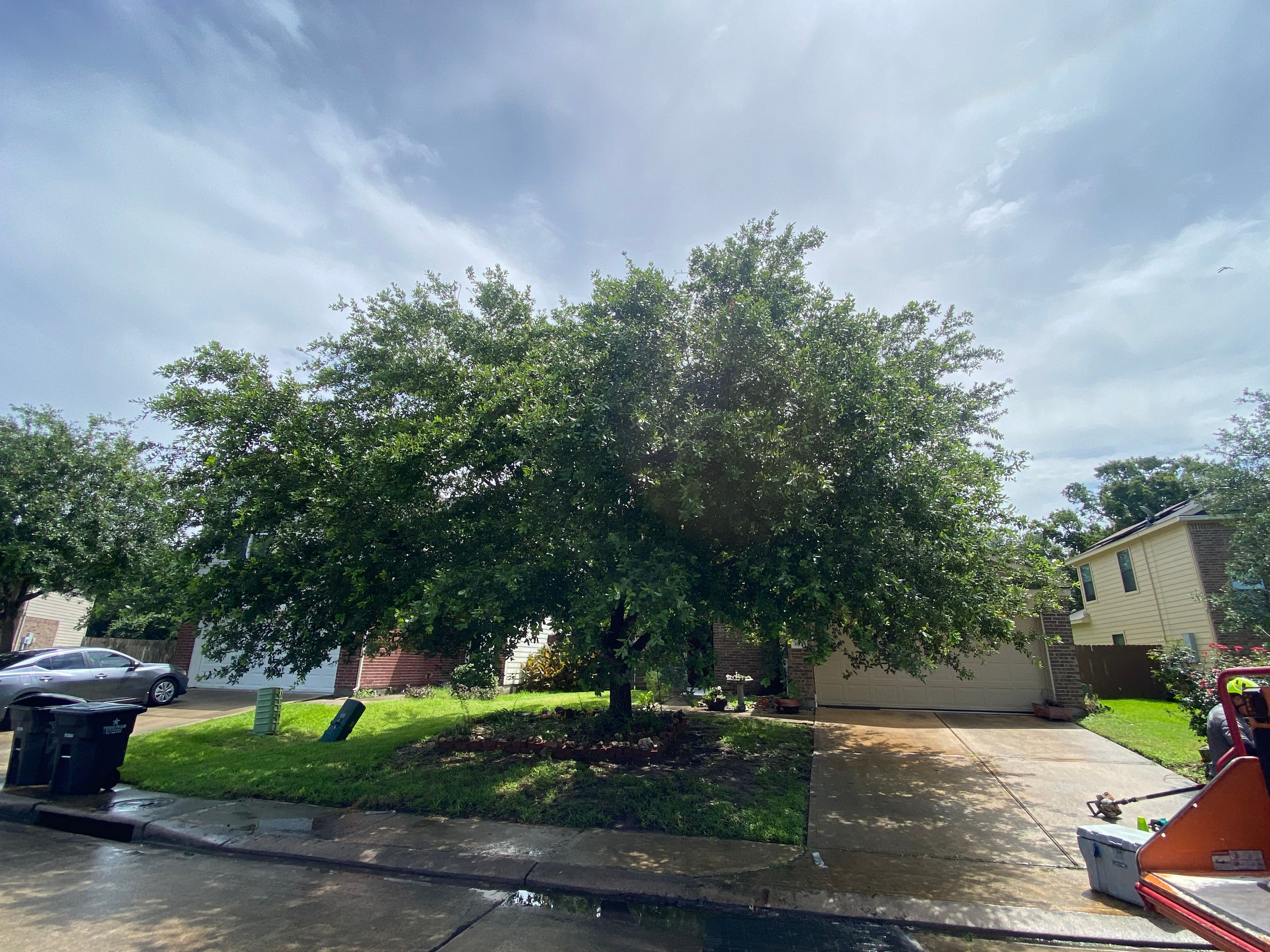 for Greenfield Tree Services in Manvel, TX