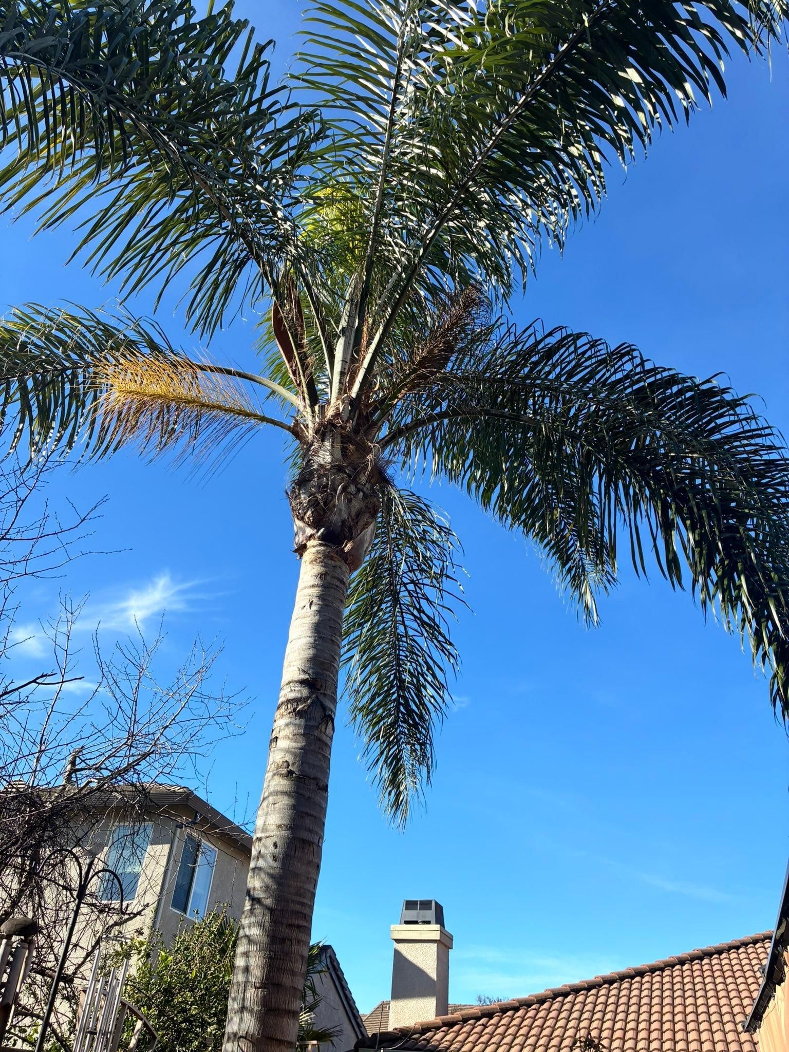 All Photos for Sammy's Tree Services in Sacramento, CA