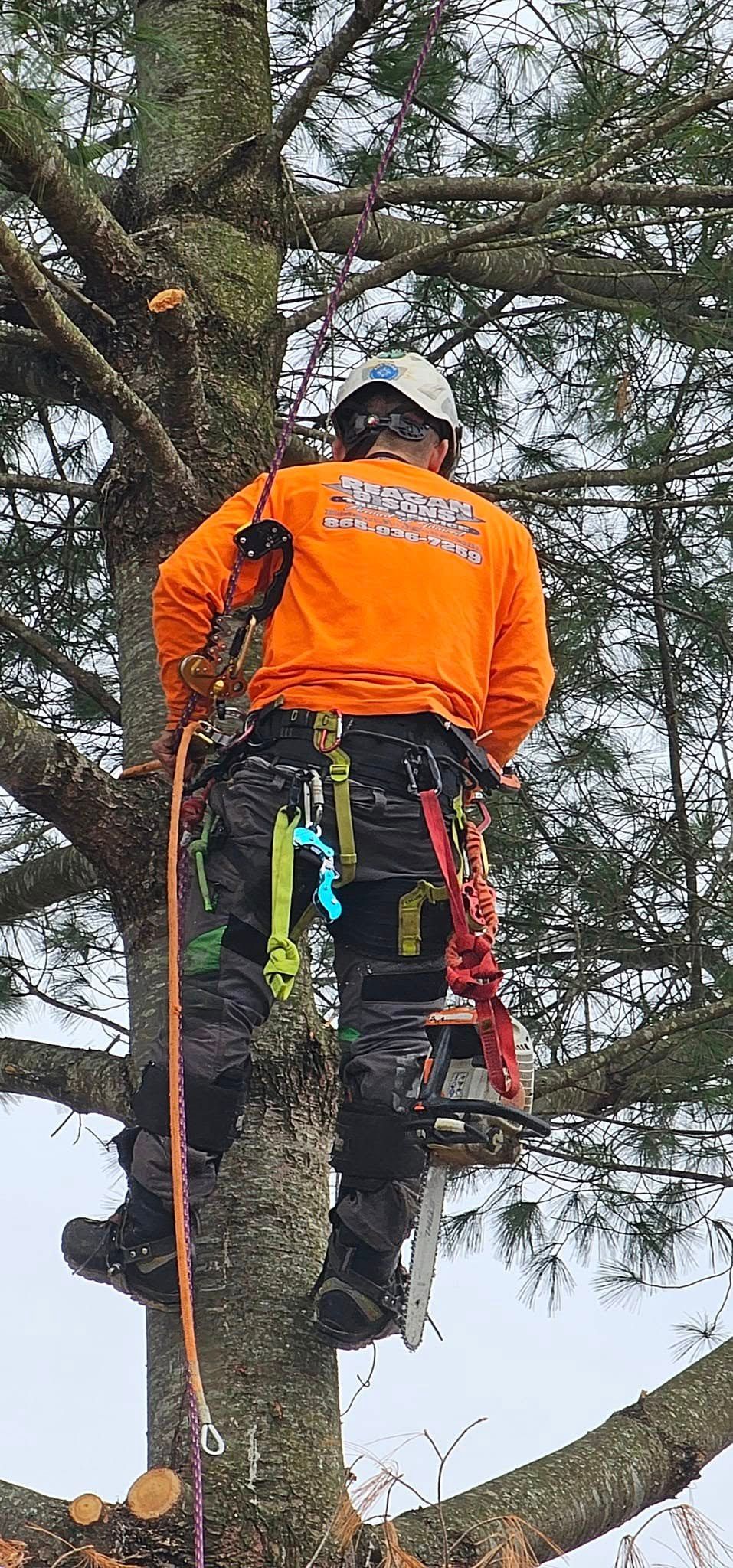  for Reagan & Sons Tree Service in Dandridge, TN