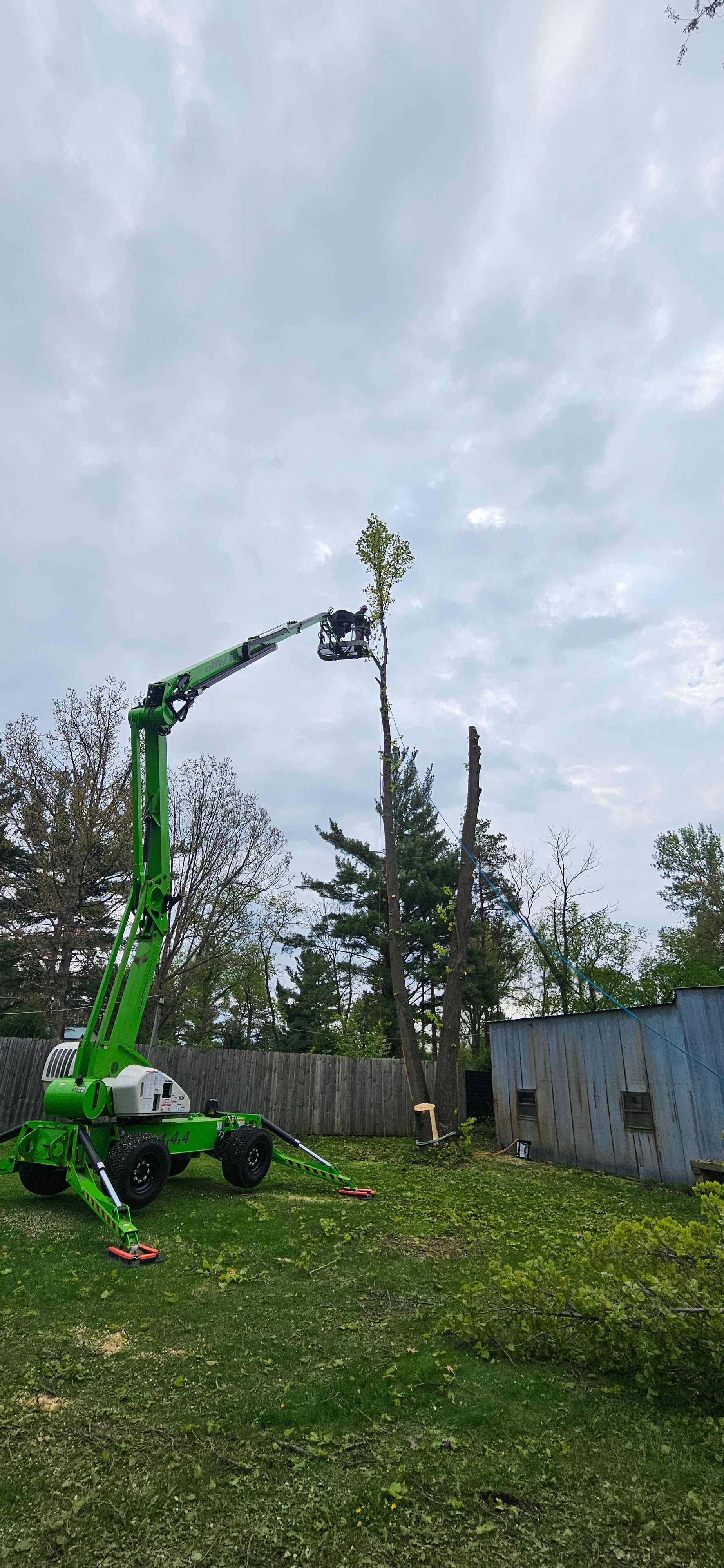 Tree Removal for Olson Tree Service, Inc in Rockford, IL