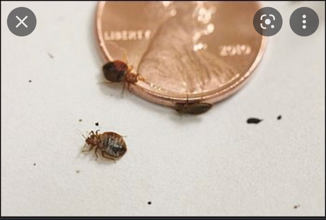  for All-In Pest Control & Home Solutions in Greene County, IN