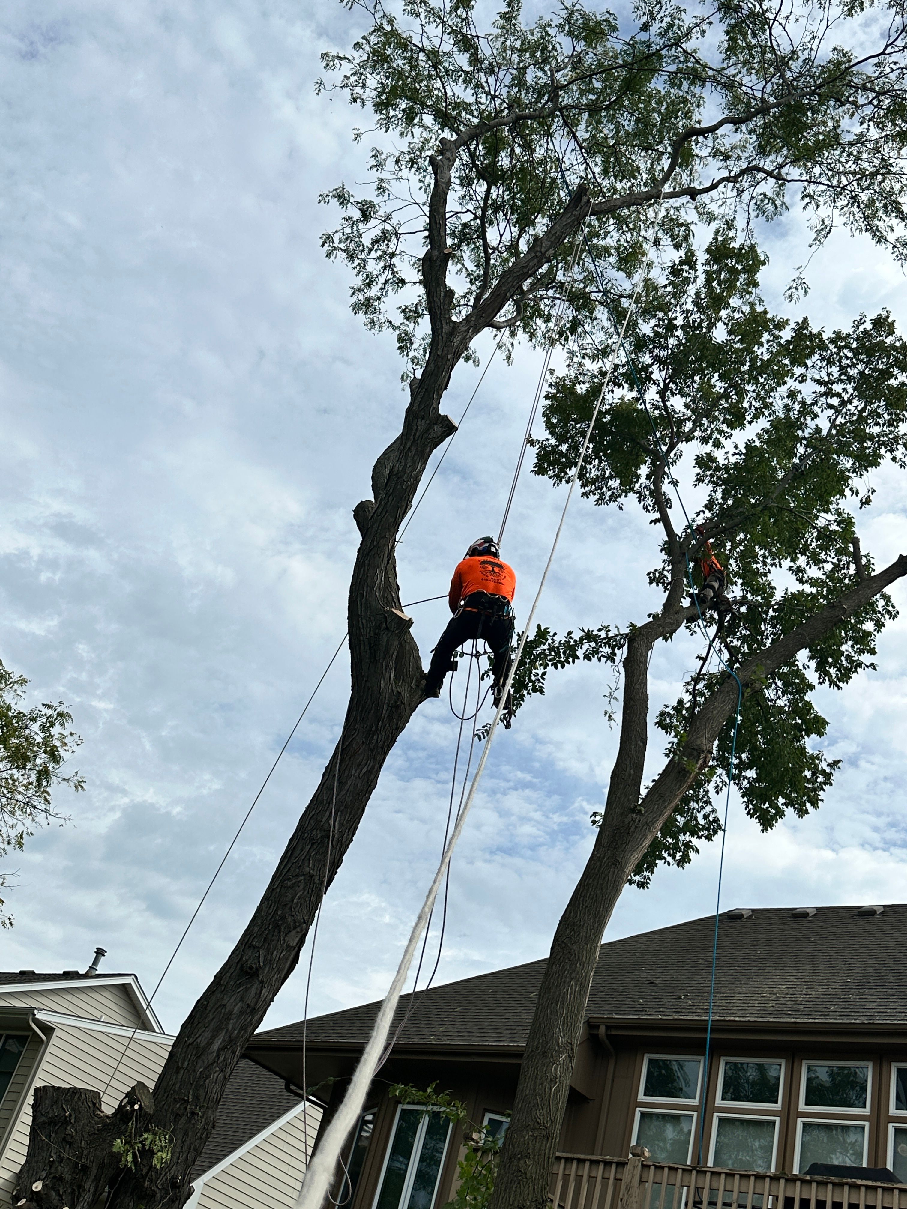 All Photos for Cross Family Tree Service in Kearney, MO