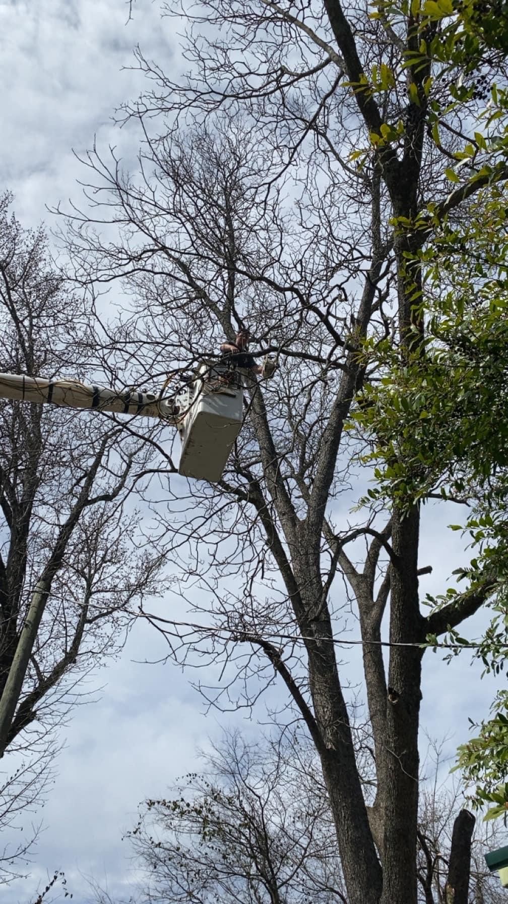 for Jeff’s Tree Service in Southside, AL