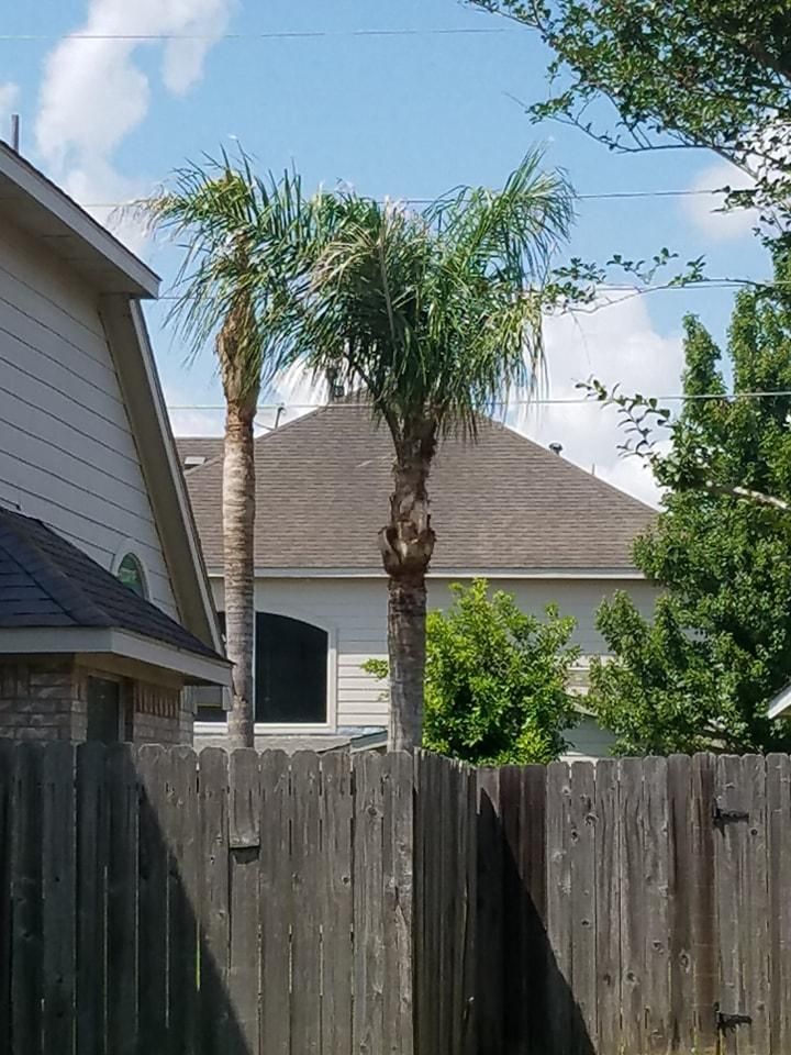  for Servin's Tree Care  in Houston, TX