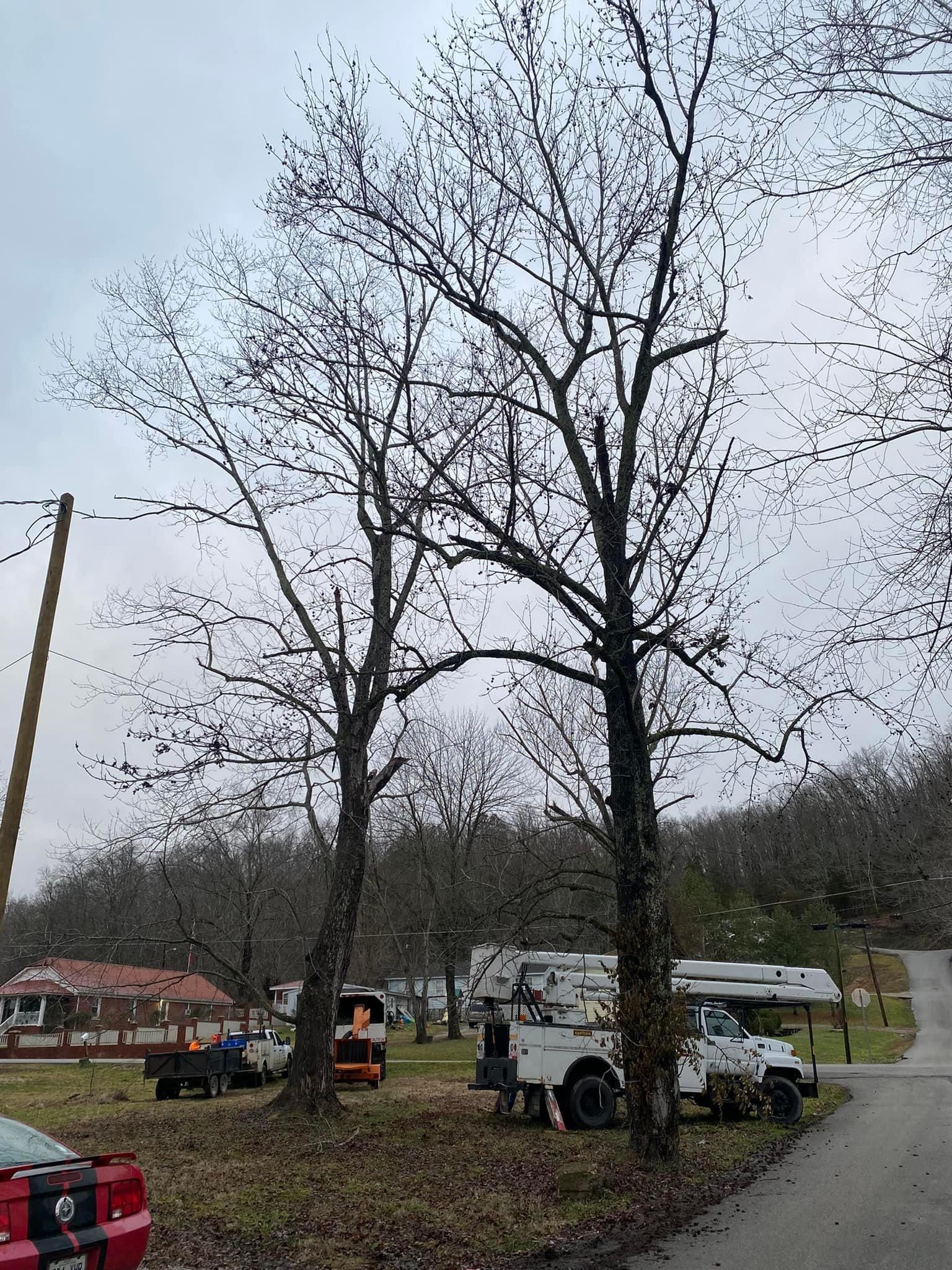 Tree Removal for Atwood’s Tree Care in Liberty,  KY