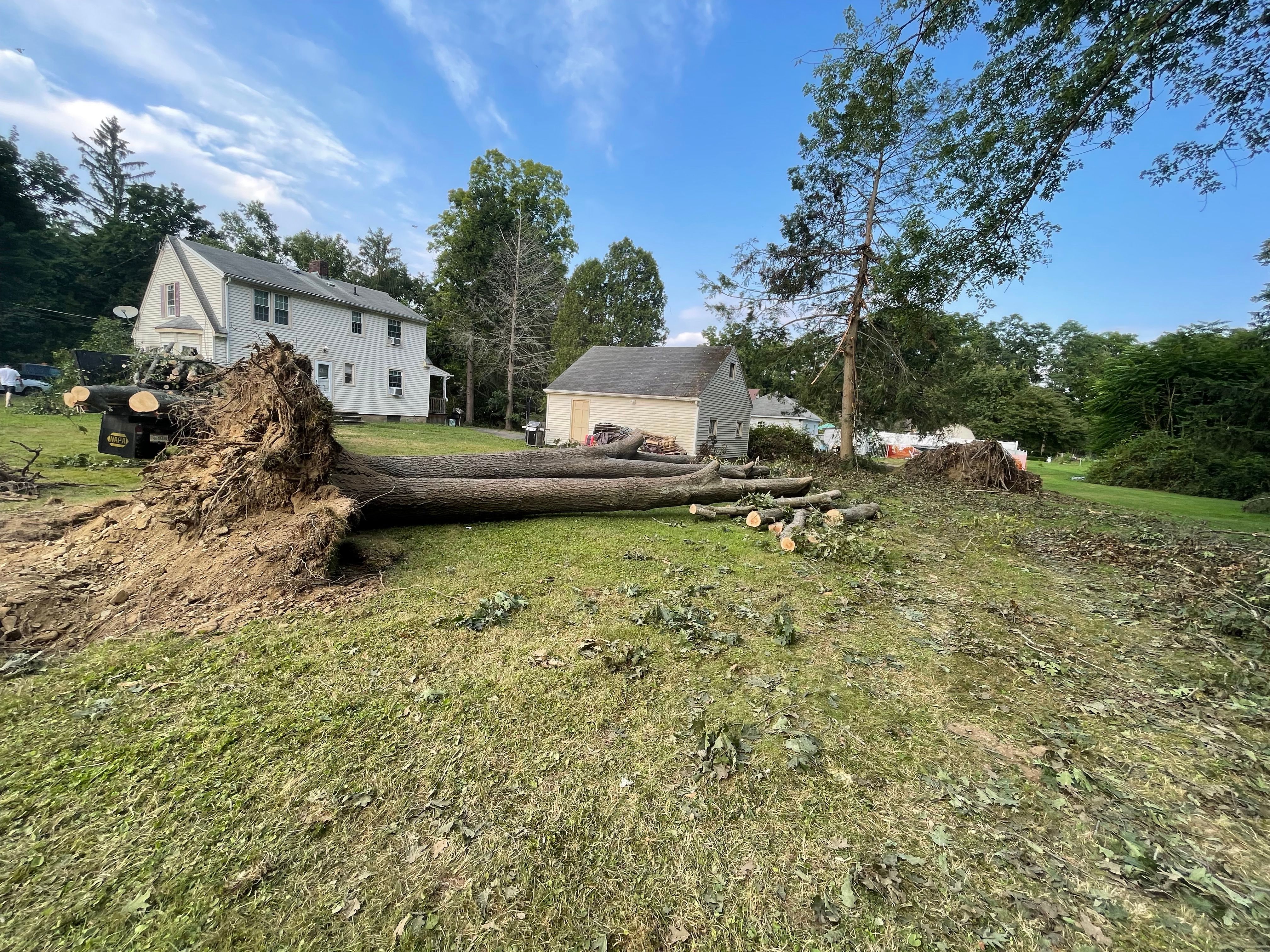 Tree Removal for Benjamin & Sons in Elmira, NY