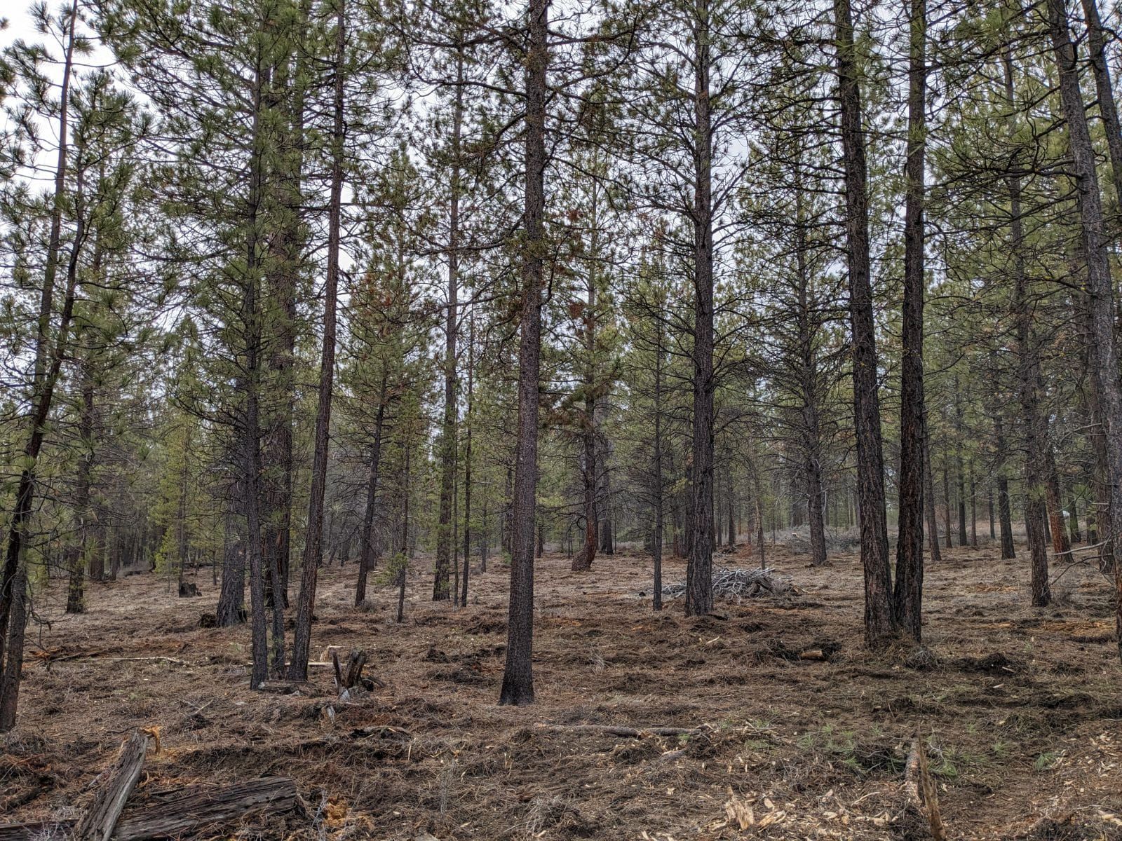 All Photos for Bailey's Cutting LLC in Bend, Oregon