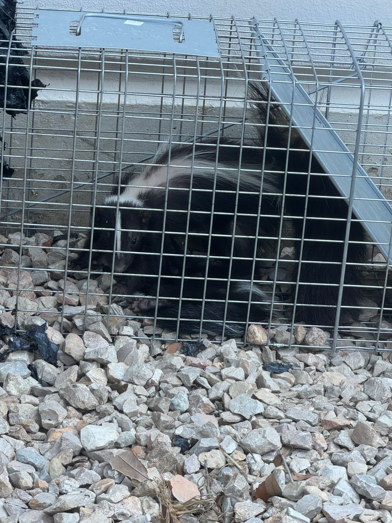 All Photos for The Critter Crew in DFW, TX
