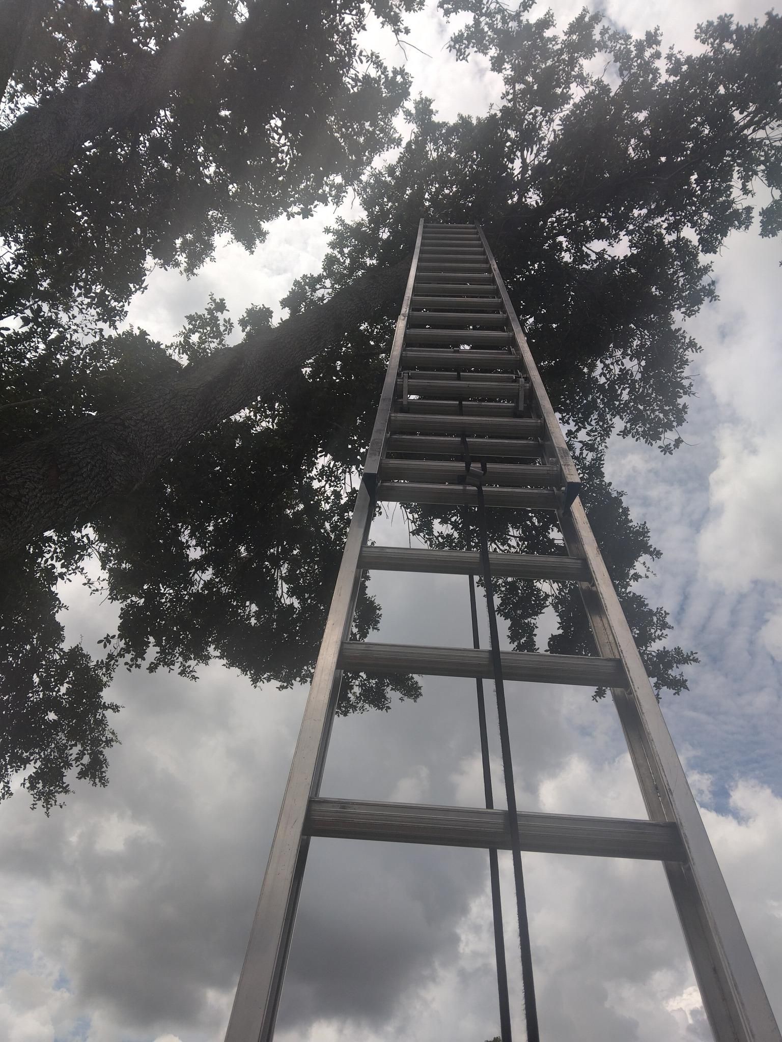  for Bills Tree Service in Valrico, FL