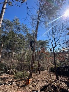  for Cisco Kid Tree Service LLC in Charlotte, North Carolina