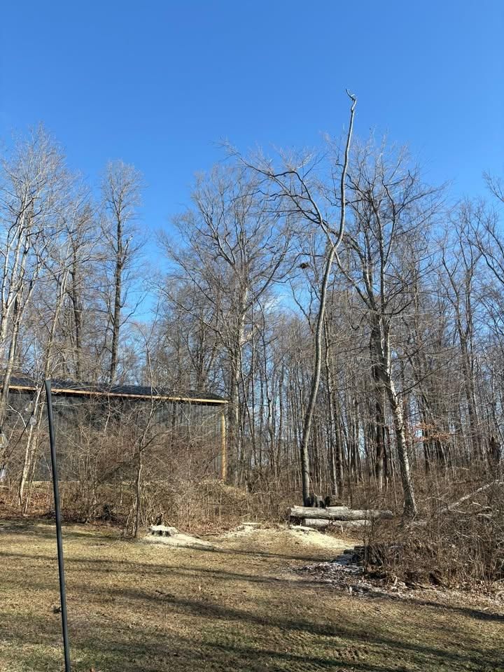  for Dig-It Tree Company in Mason, OH