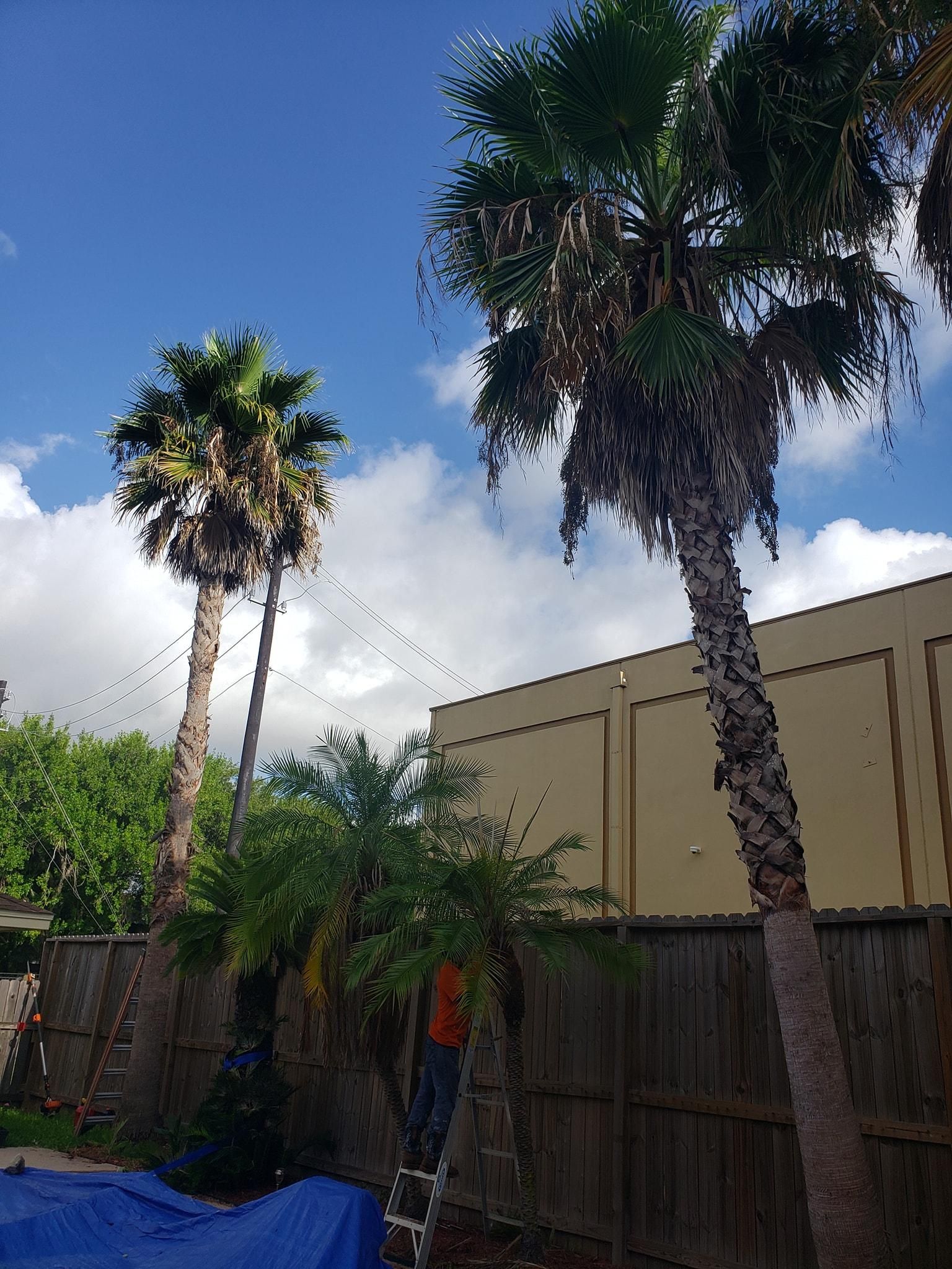  for Servin's Tree Care  in Houston, TX