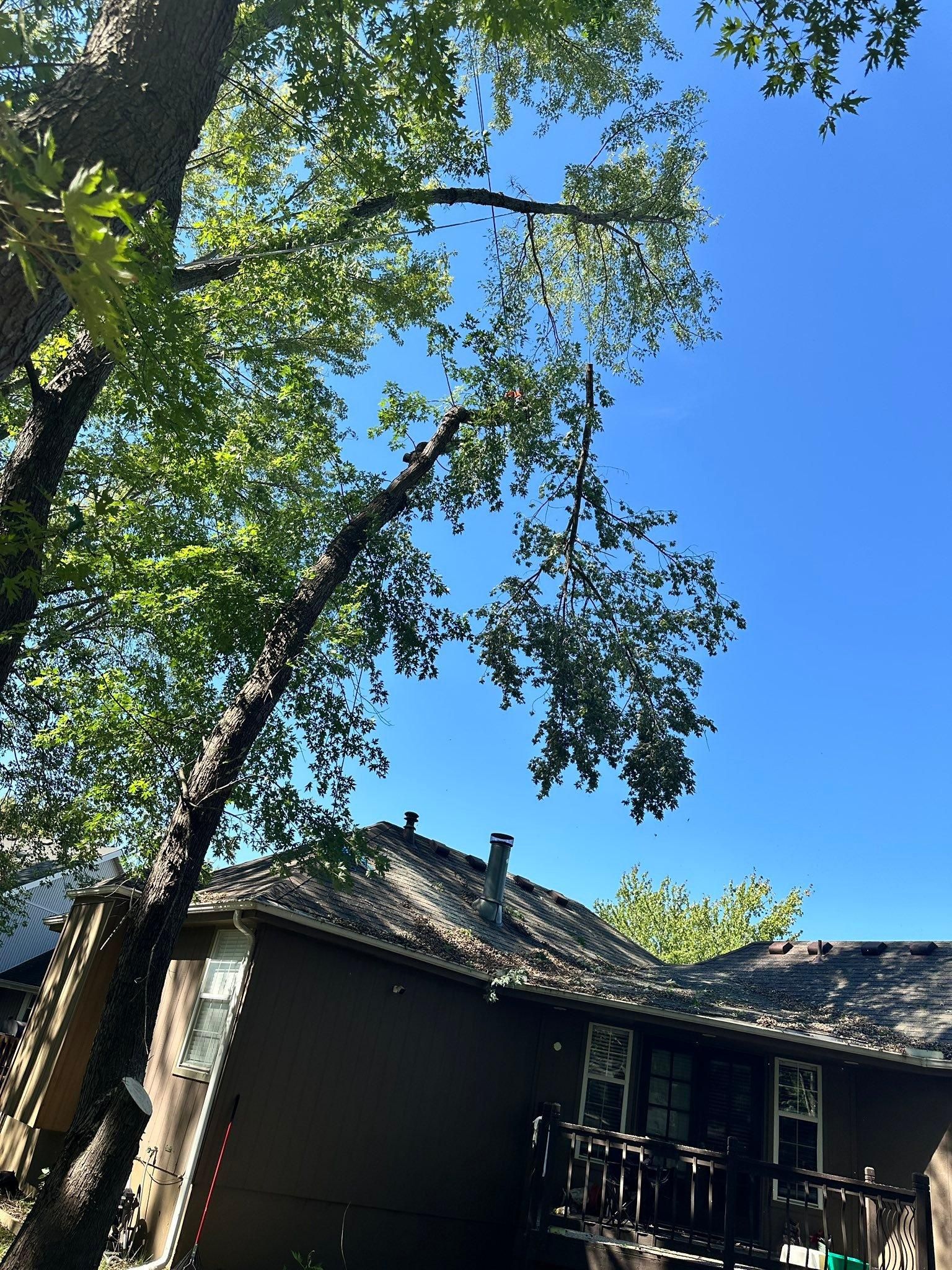 All Photos for Cross Family Tree Service in Kearney, MO