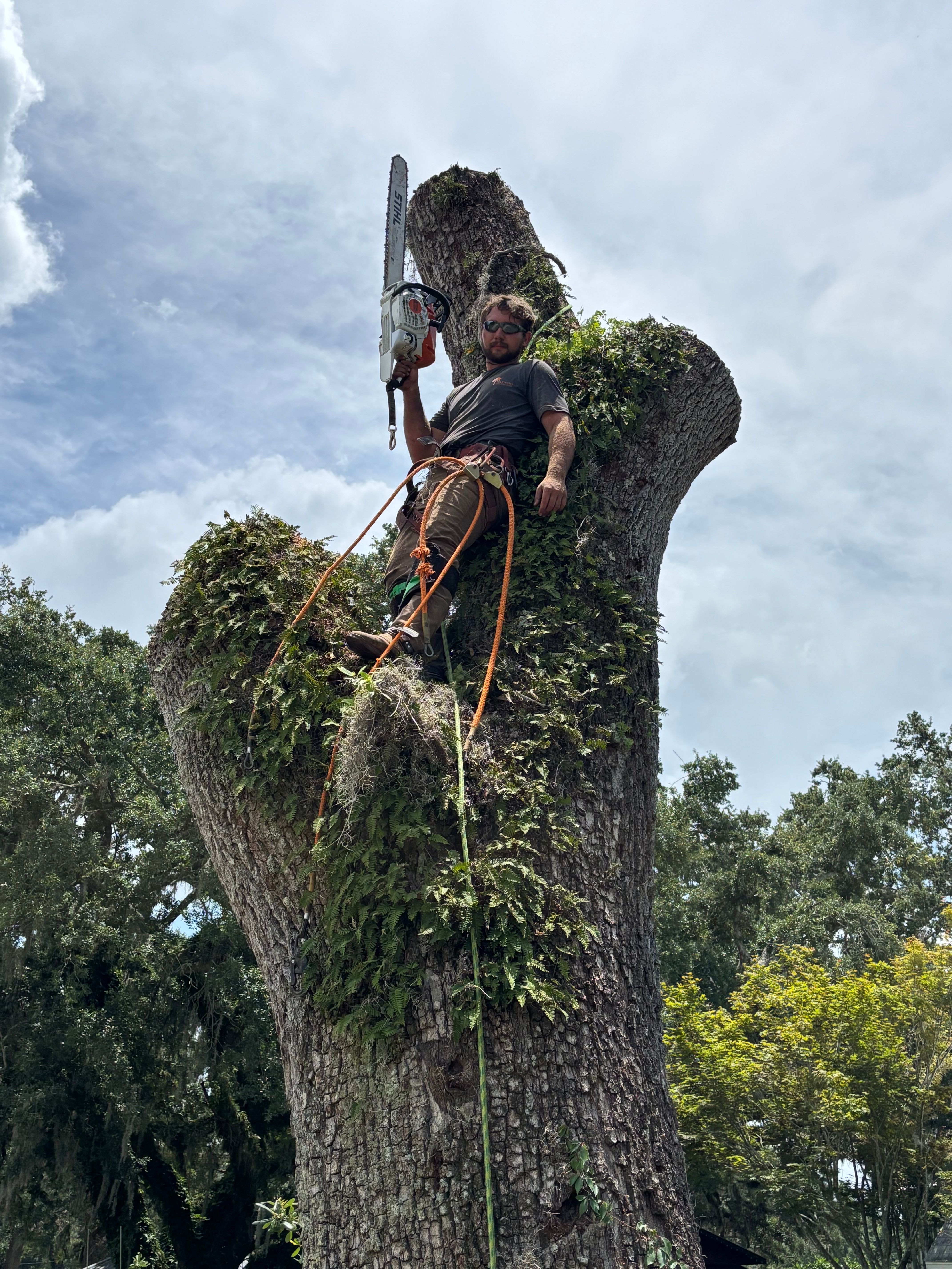  for Warners Tree Solutions in Live Oak, FL