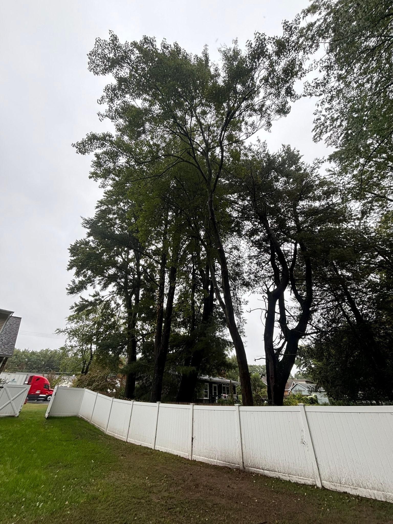  for T's Trees in Albany, NY