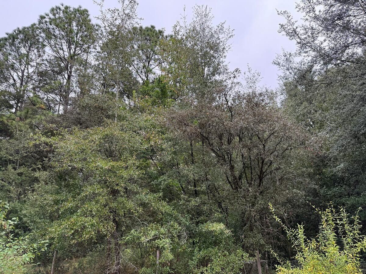  for J & E Land Clearing, LLC. in Dunnellon, FL