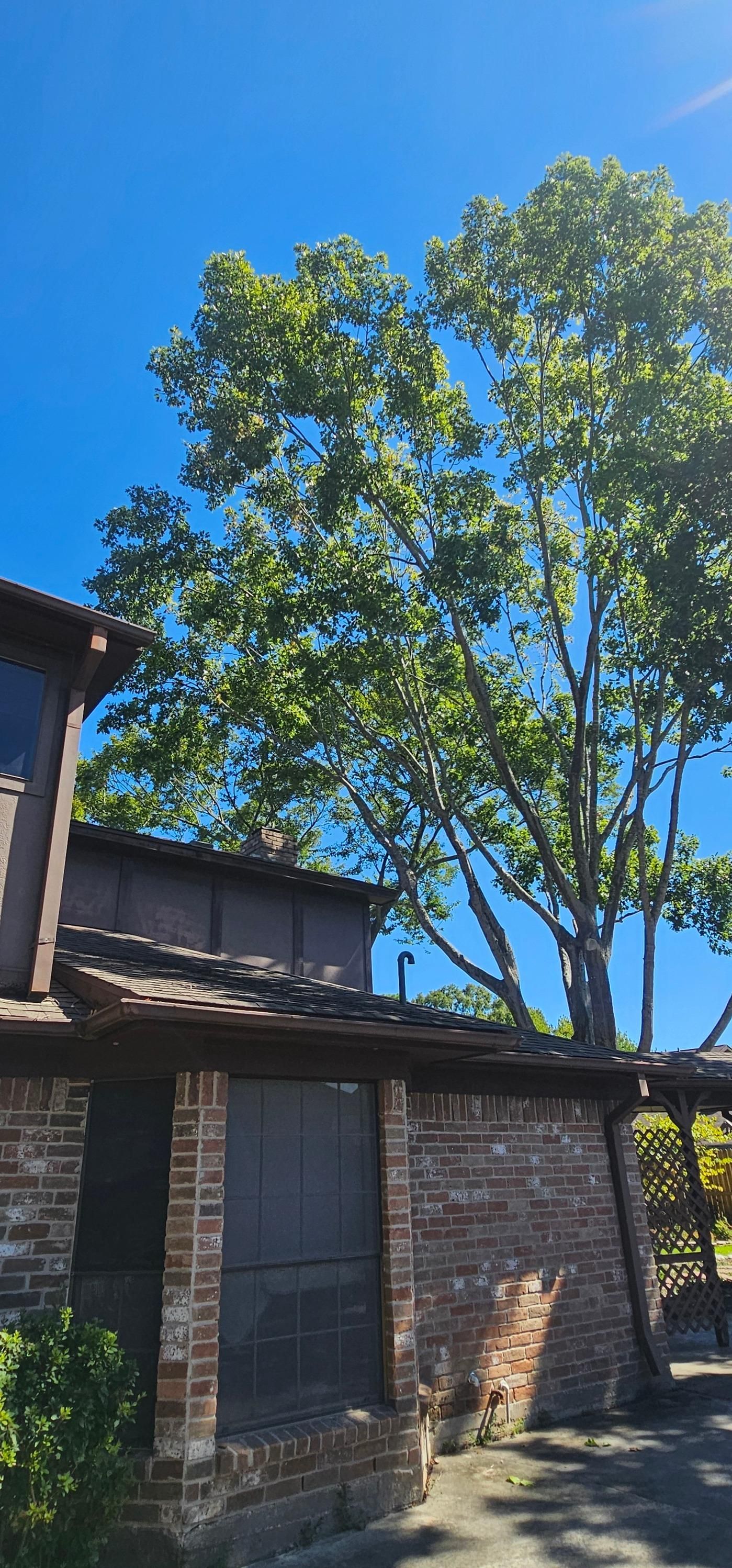  for Servin's Tree Care  in Houston, TX