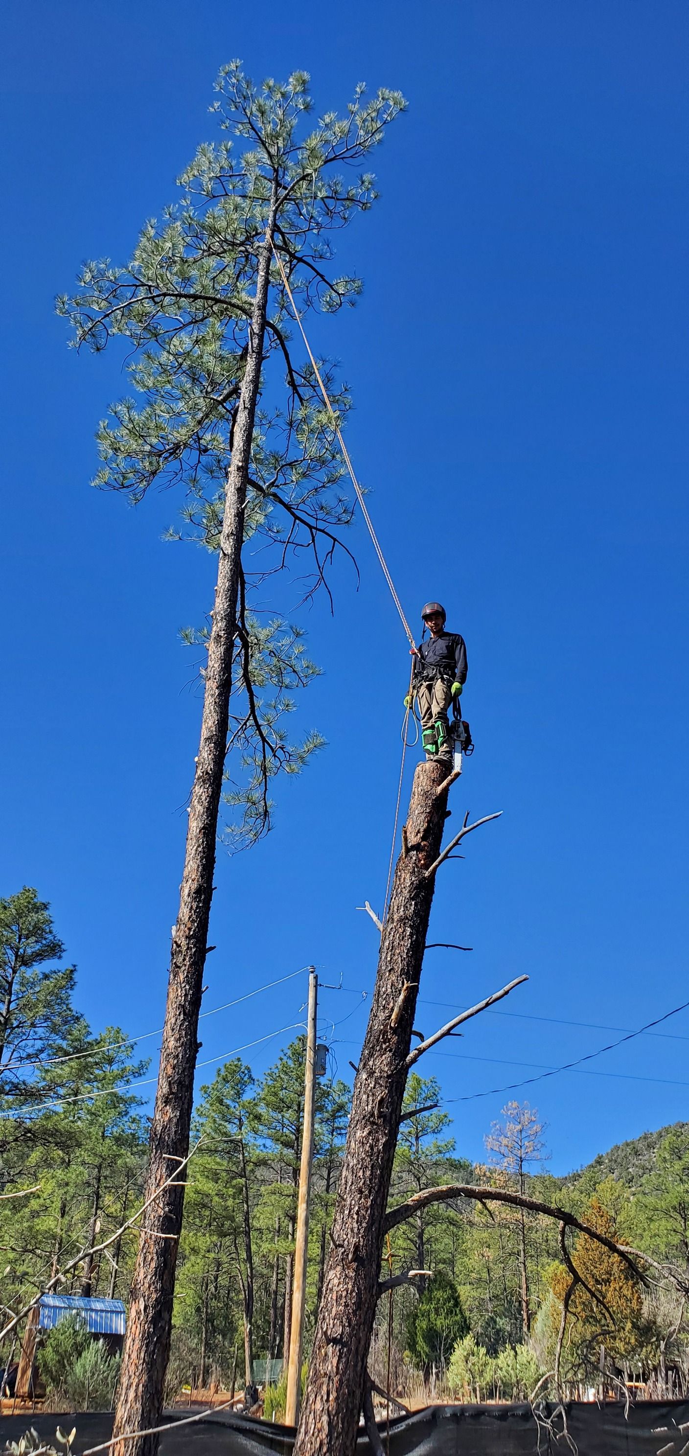  for StockPro Tree Specialists in Show Low, AZ