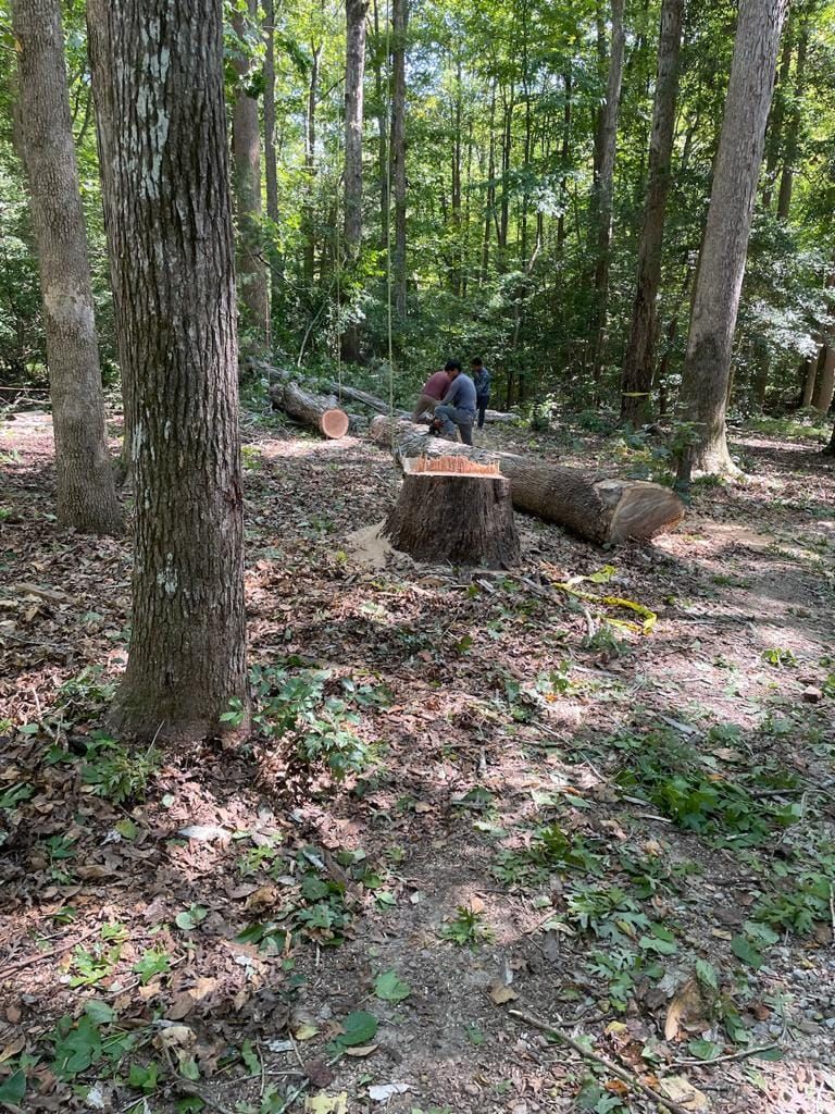 Tree Removal for Rosales Landscaping LLC in Lake Gaston, North Carolina