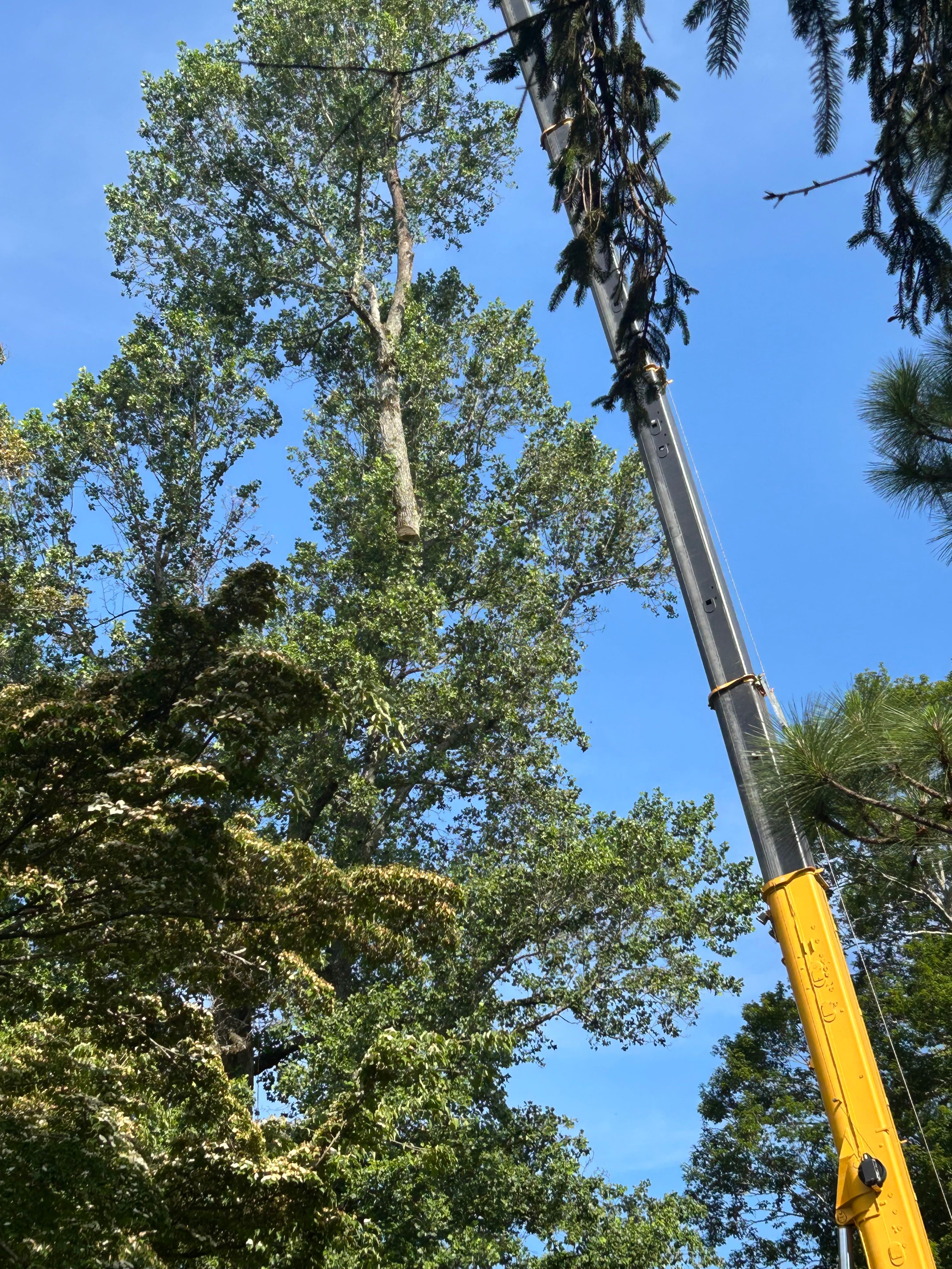  for Andy's Tree Service in Zirconia, NC