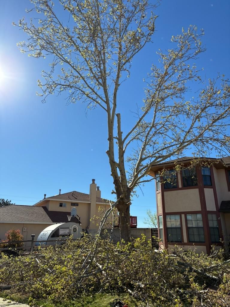 All Photos for Tree Service Miracles in Albuquerque, NM