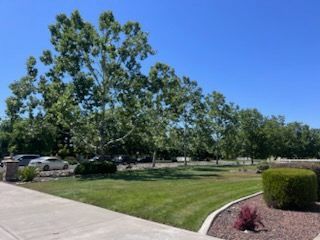 All Photos for Sammy's Tree Services in Sacramento, CA