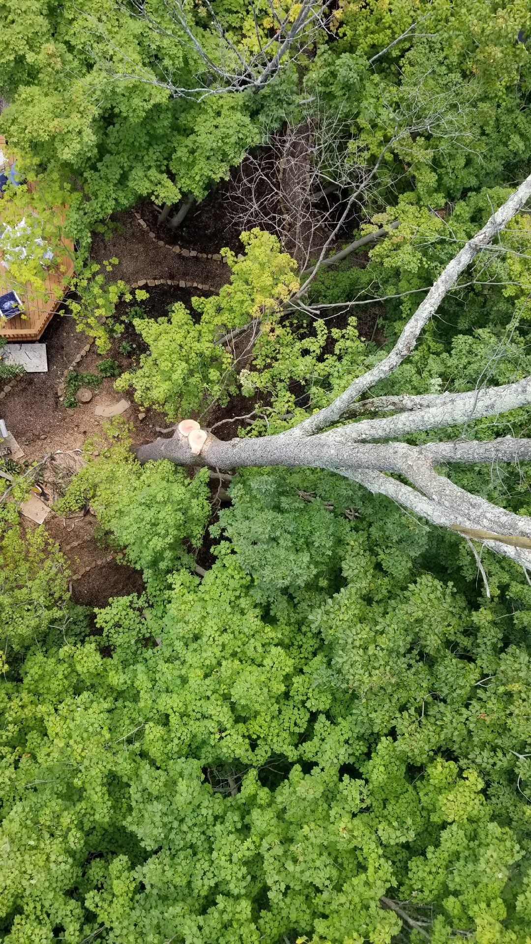  for Advanced Tree Solutions in Rockville, IN