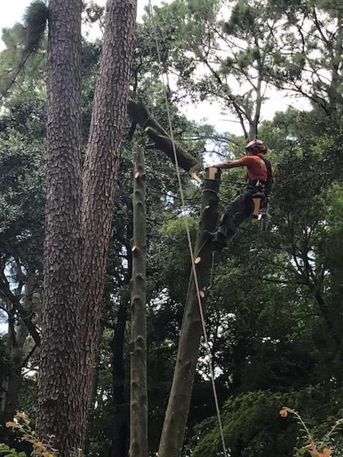  for Servin's Tree Care  in Houston, TX