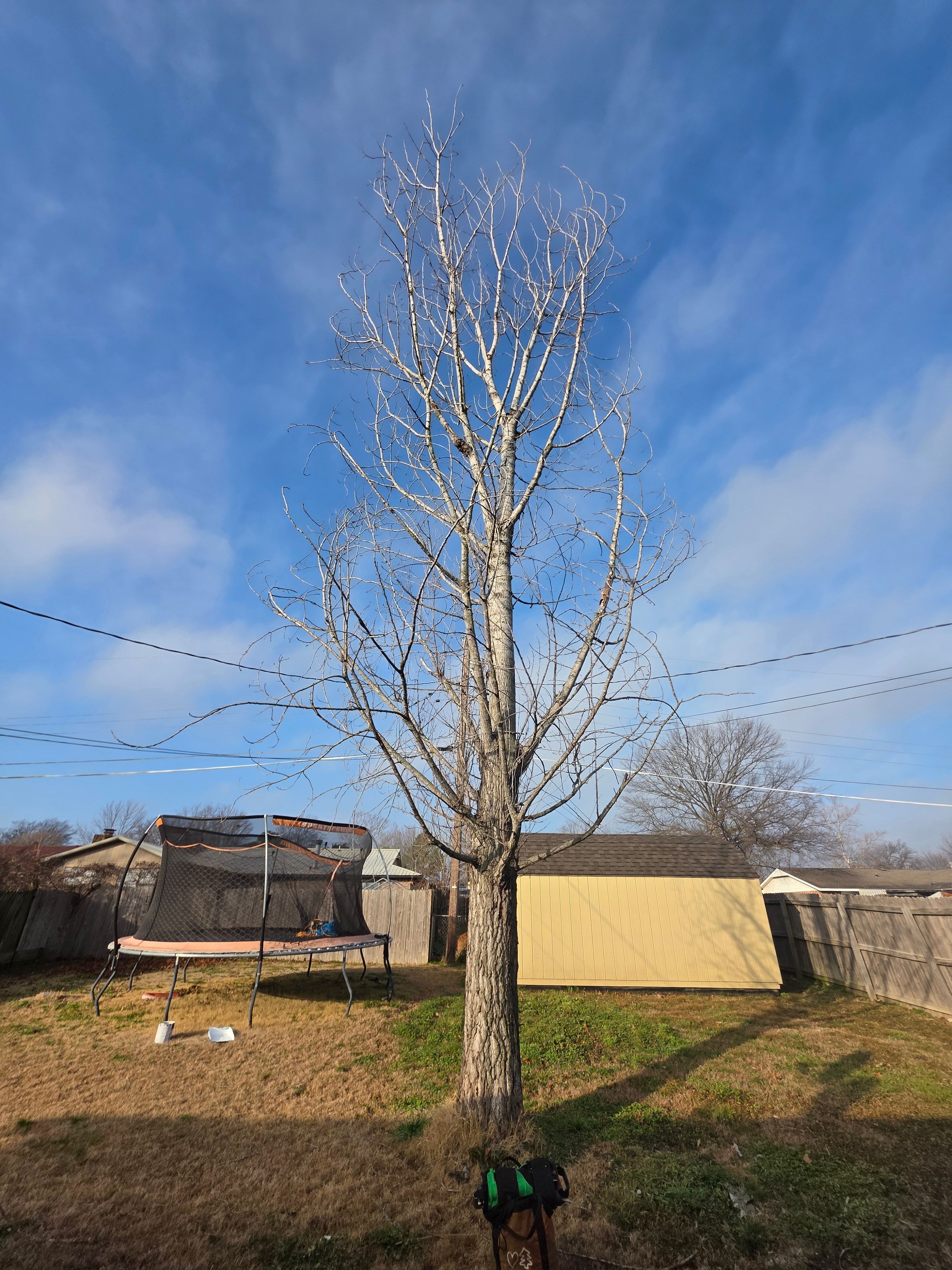  for Oklahoma Tree Guy in Bartlesville, OK