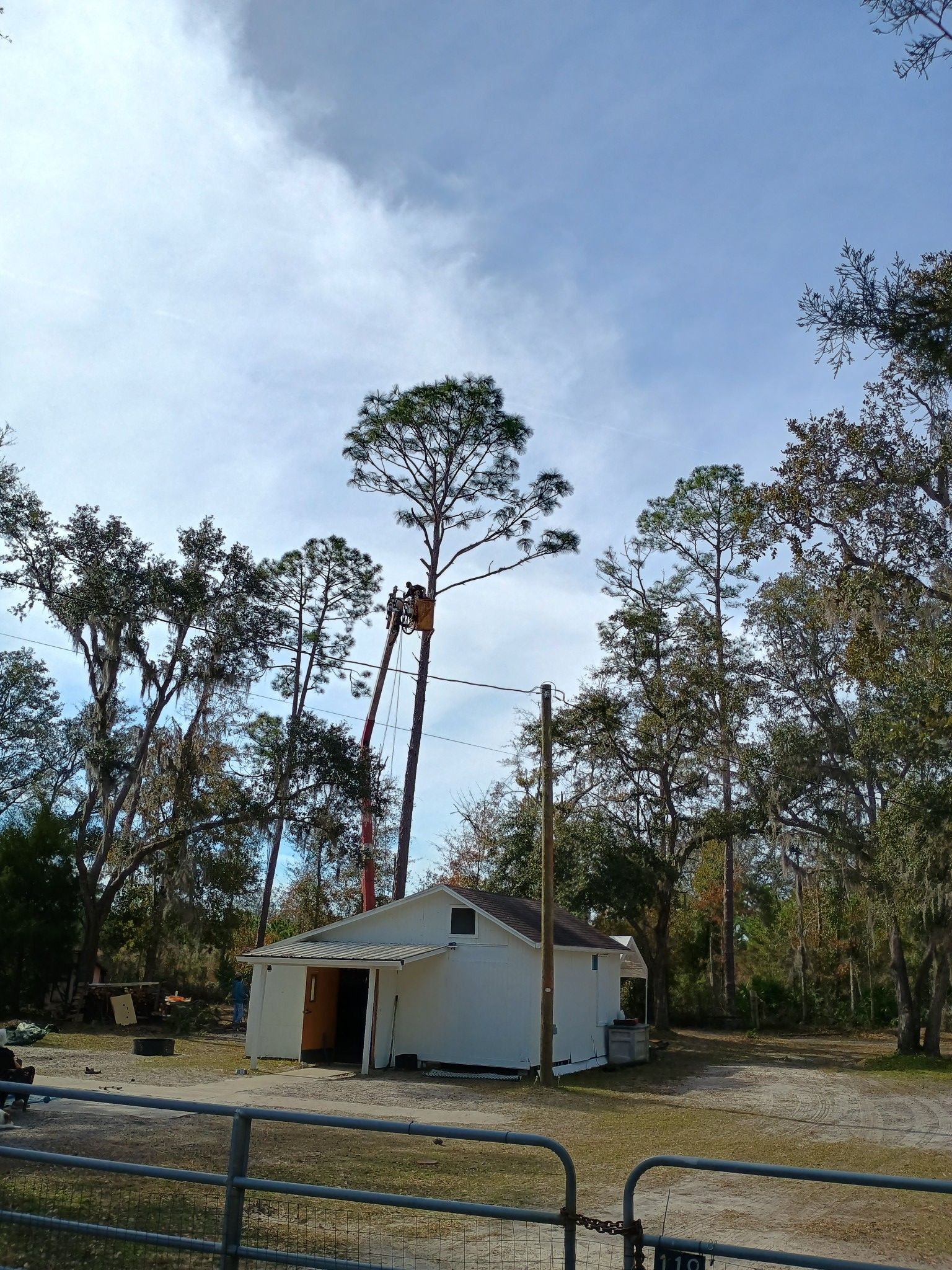 Tree Removal for Asbell's Tree & Land Services in Gilchrist County, FL