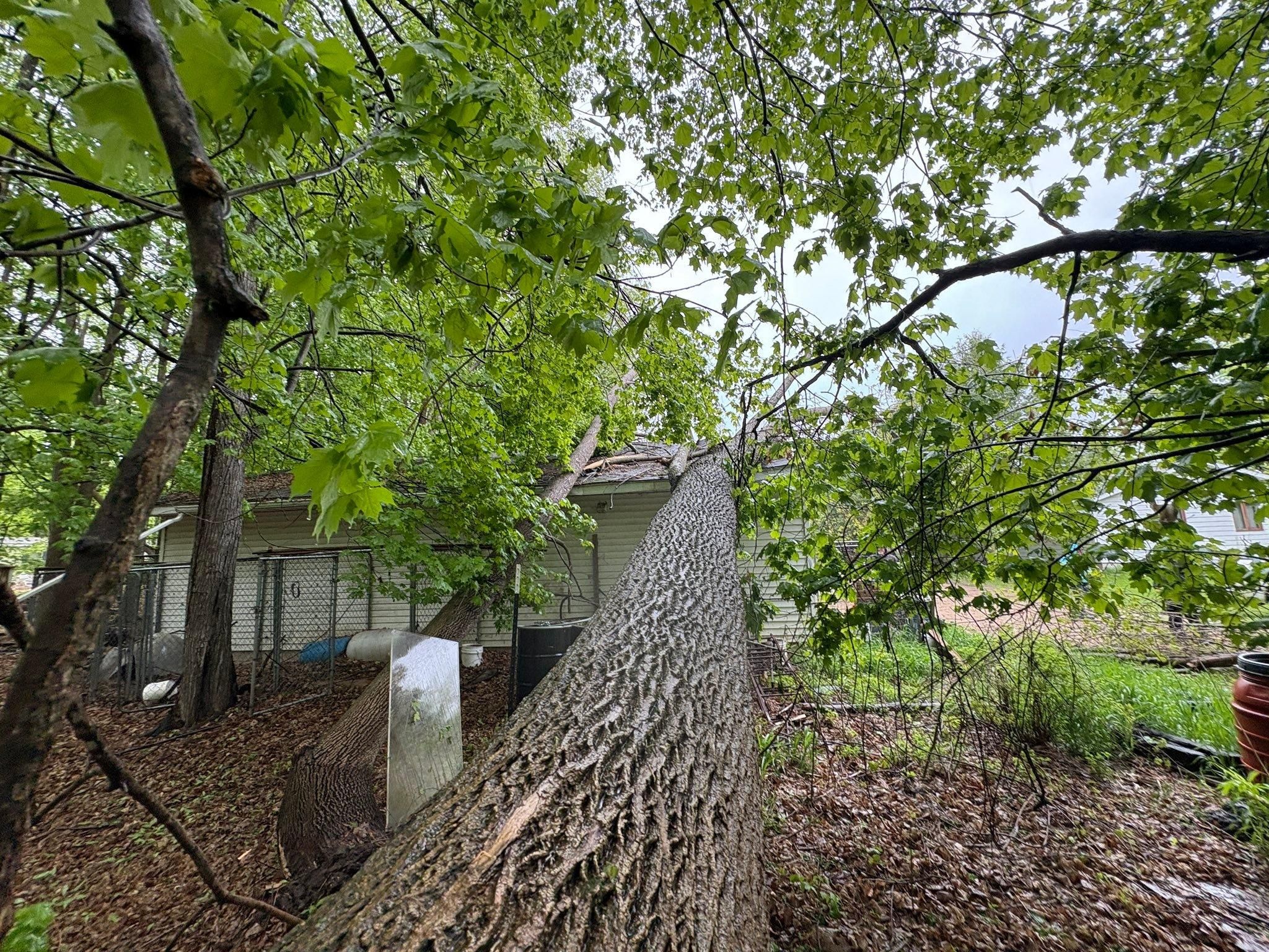  for Tree-B-Gone in Appleton, WI
