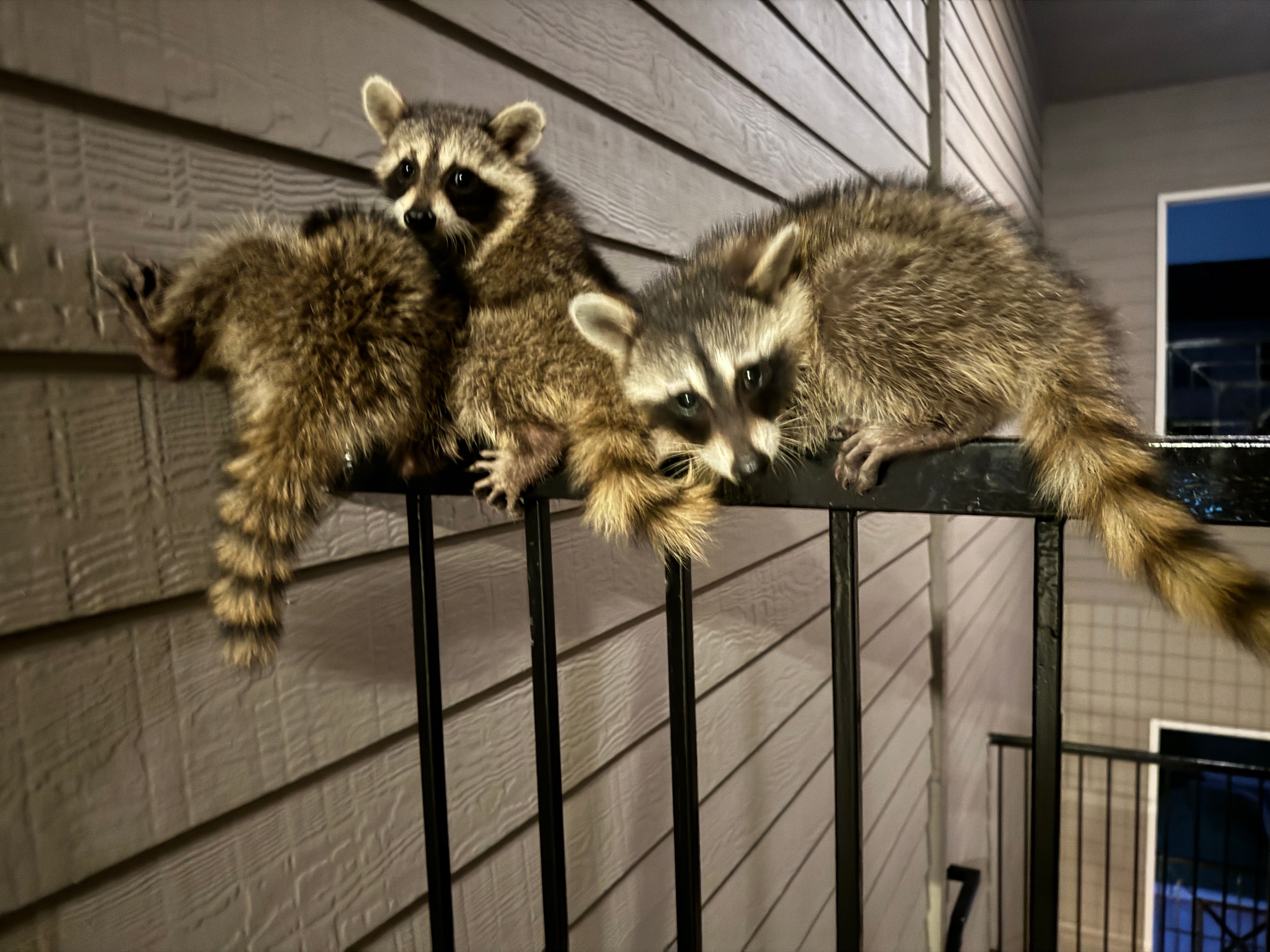 All Photos for The Critter Crew in DFW, TX