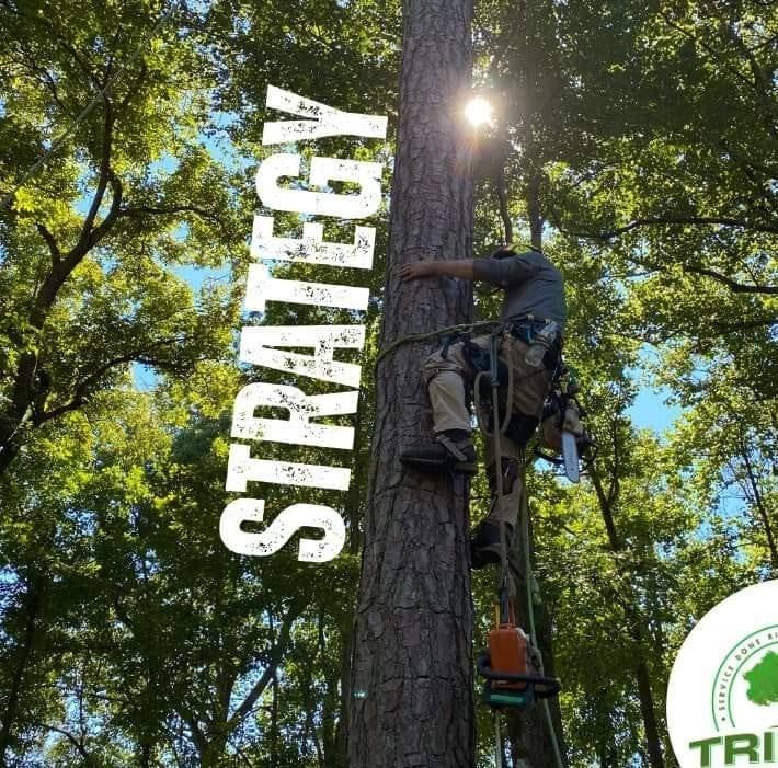  for Sky High Tree Service in Columbia, MO