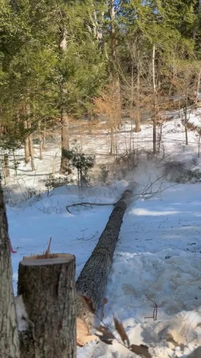  for Clifford’s Quality Tree Care & Landscaping in Enfield, NH