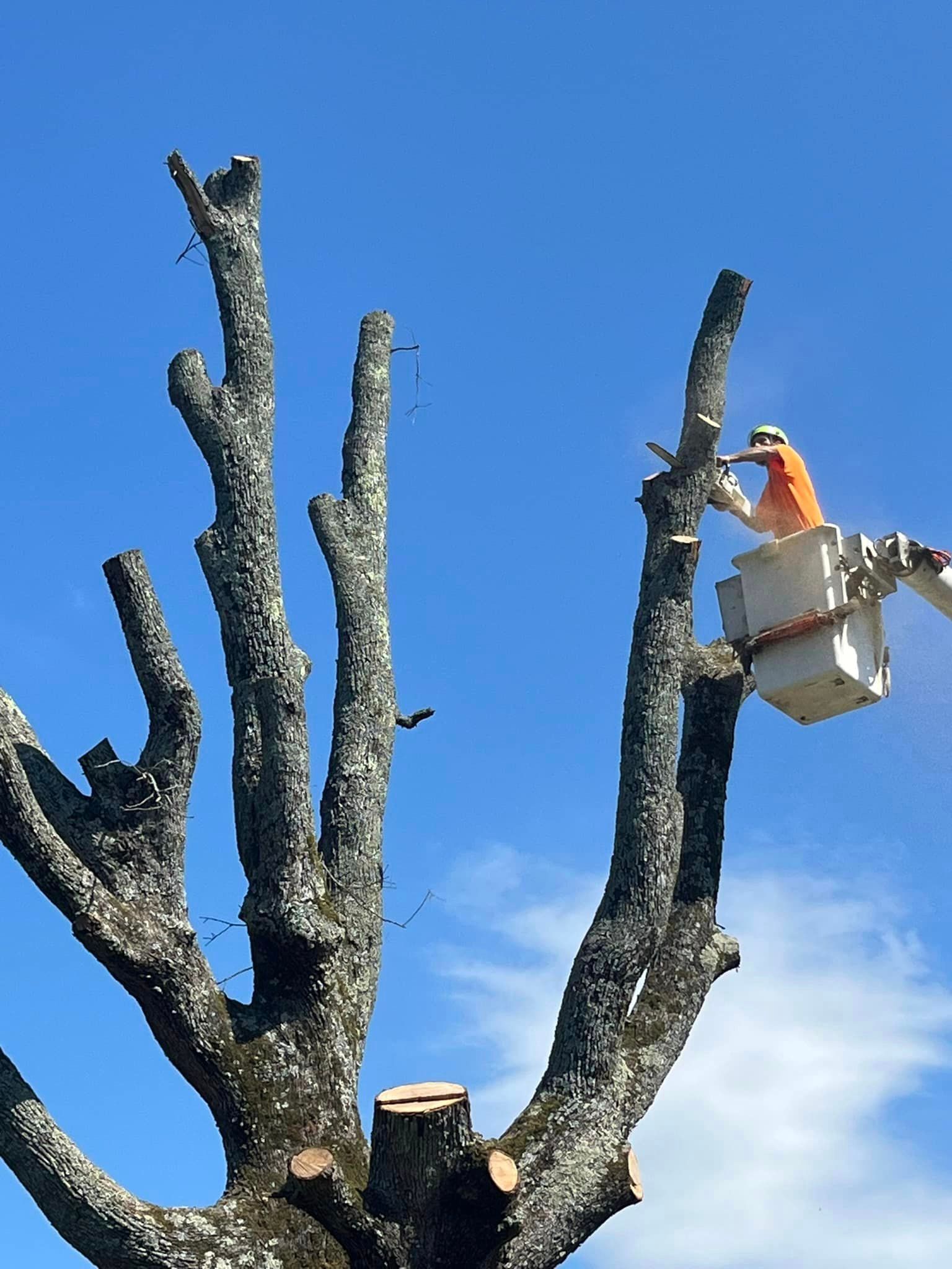  for H n H Tree Service in Taneyville, MO