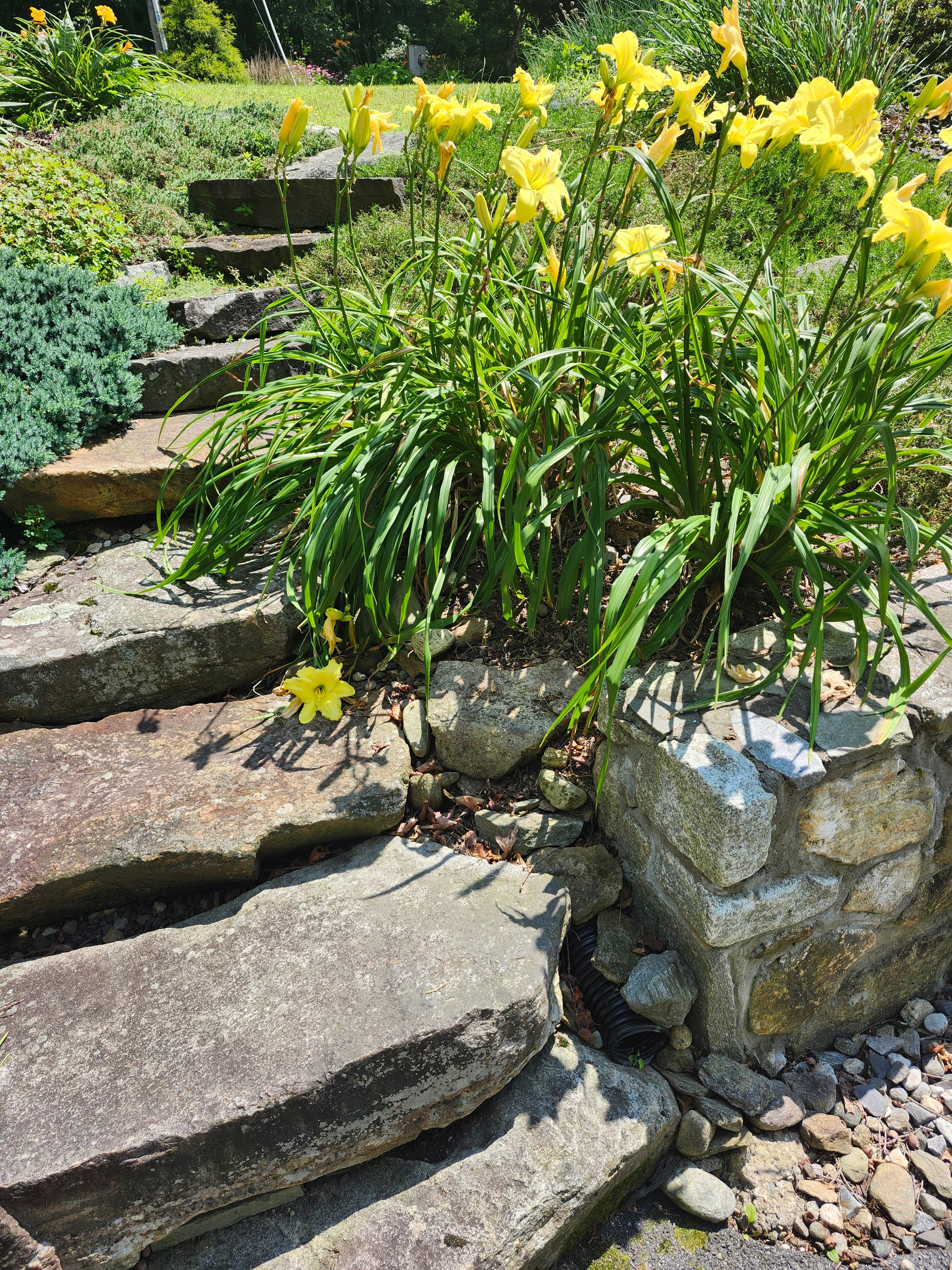 Flower & Tree Planting for Landscape Innovations LLC in Torrington, CT