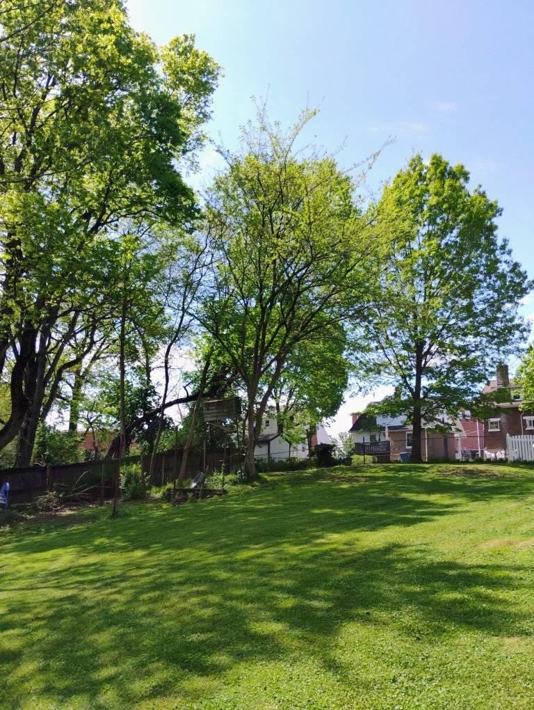  for Kingdom Tree Trimming and Removal LLC in Covington, KY