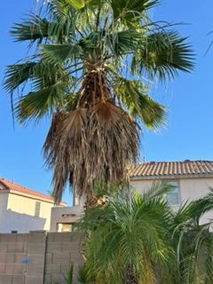  for Patriot Tree Service in Mesa, AZ