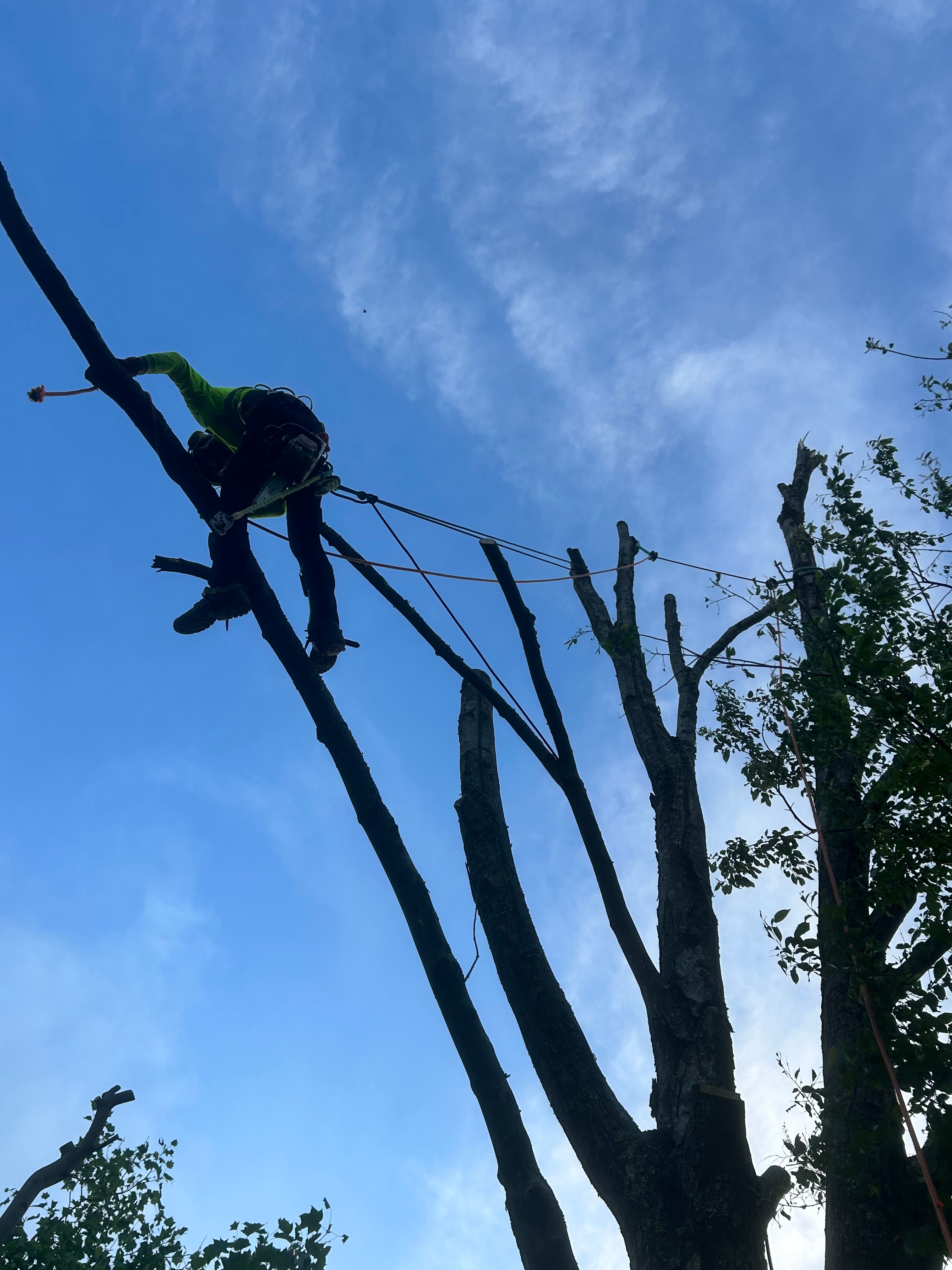 Tree Removal gallery for Precision Cutz Tree Services, LLC in Coeburn, VA