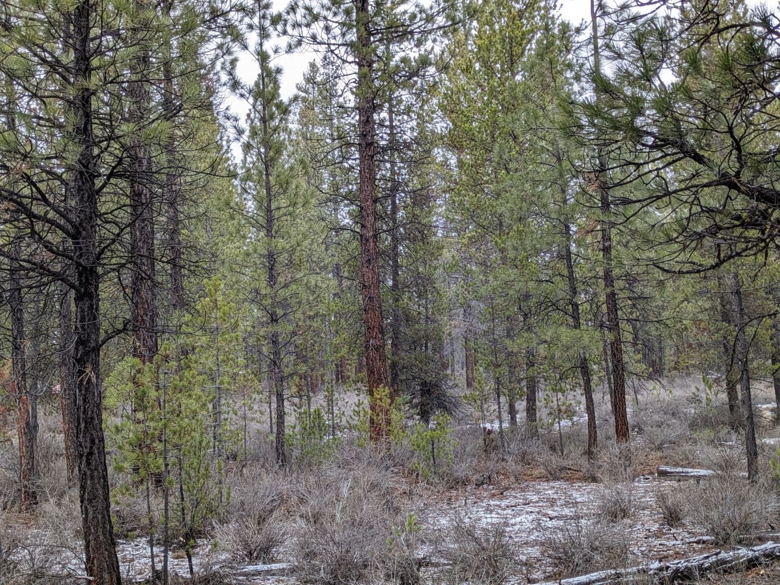 All Photos for Bailey's Cutting LLC in Bend, Oregon