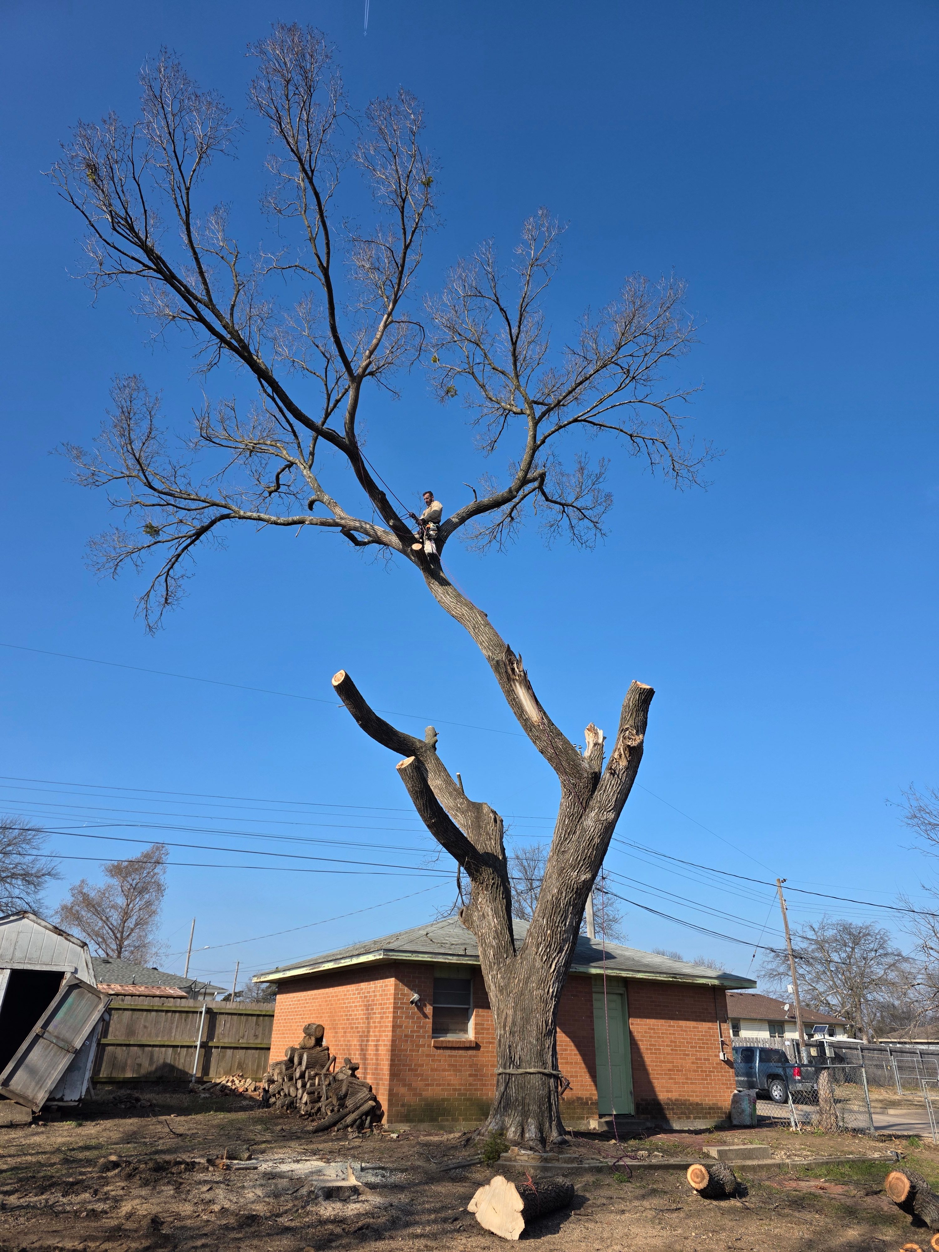  for Oklahoma Tree Guy in Bartlesville, OK