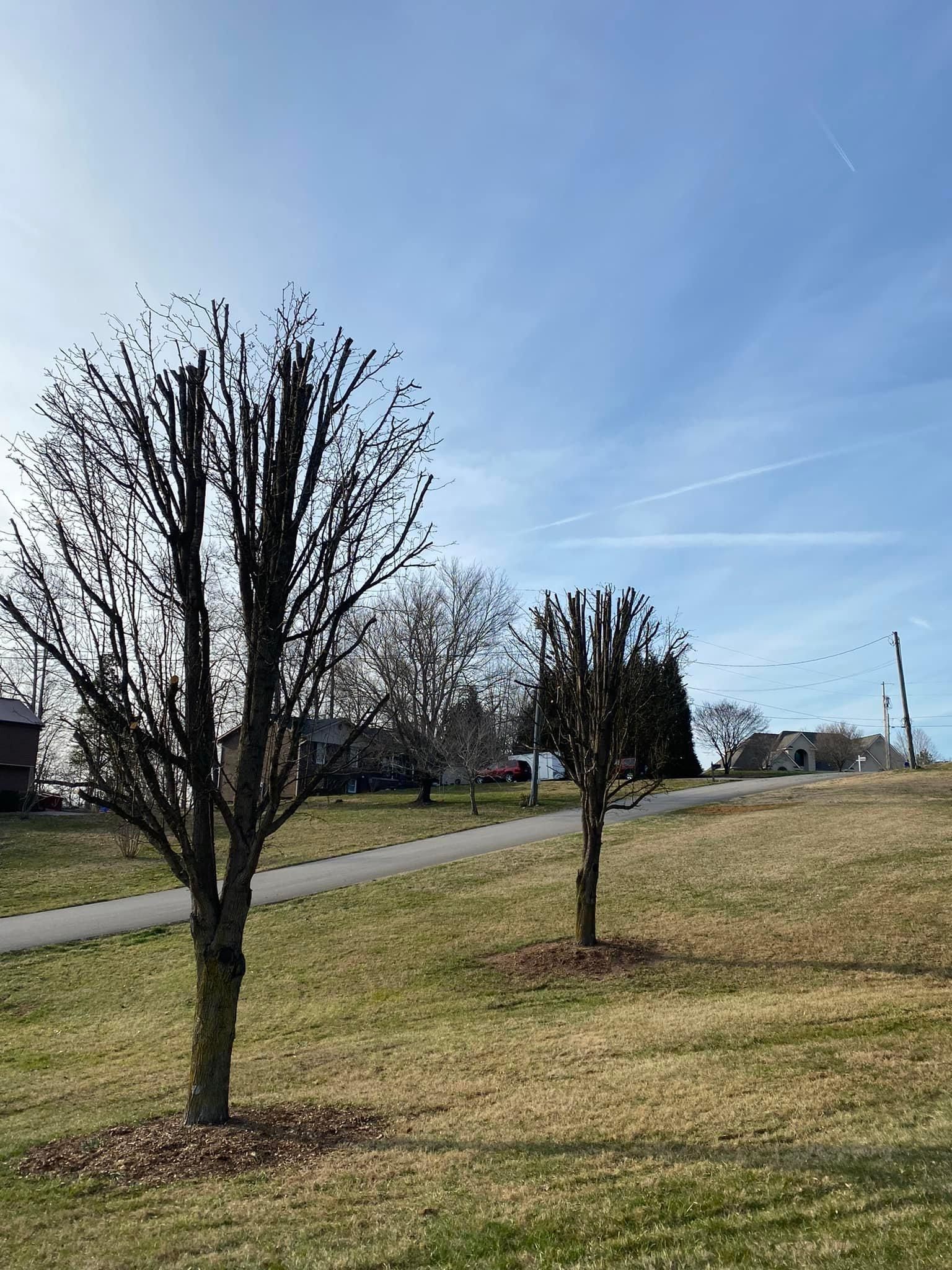 Fall and Spring Clean Up for Atwood’s Tree Care in Liberty,  KY