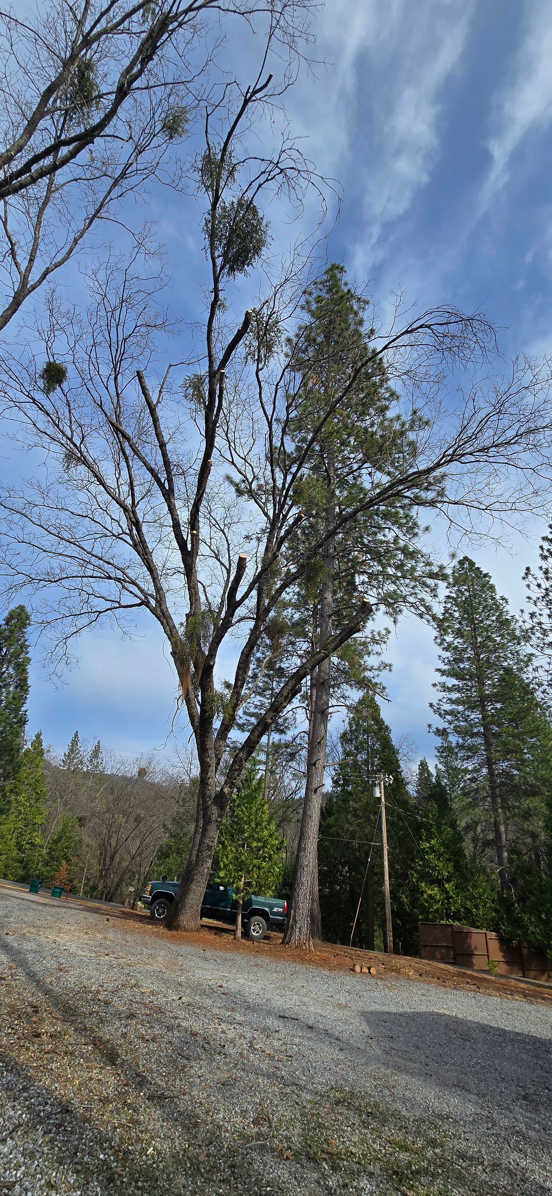  for George Staddan's Professional Tree Care in Placerville, CA