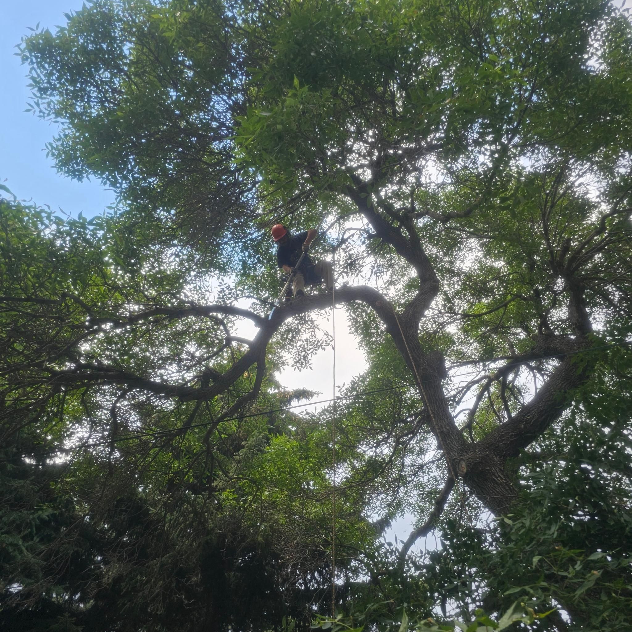  for Two Fellers Tree Service in Buffalo, WY