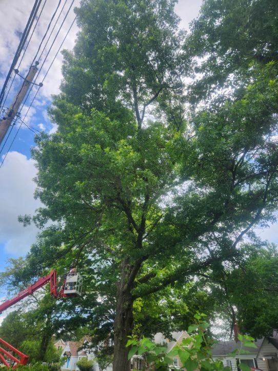  for Lawn Ranger Yard And Tree Service LLC in Ottumwa, IA