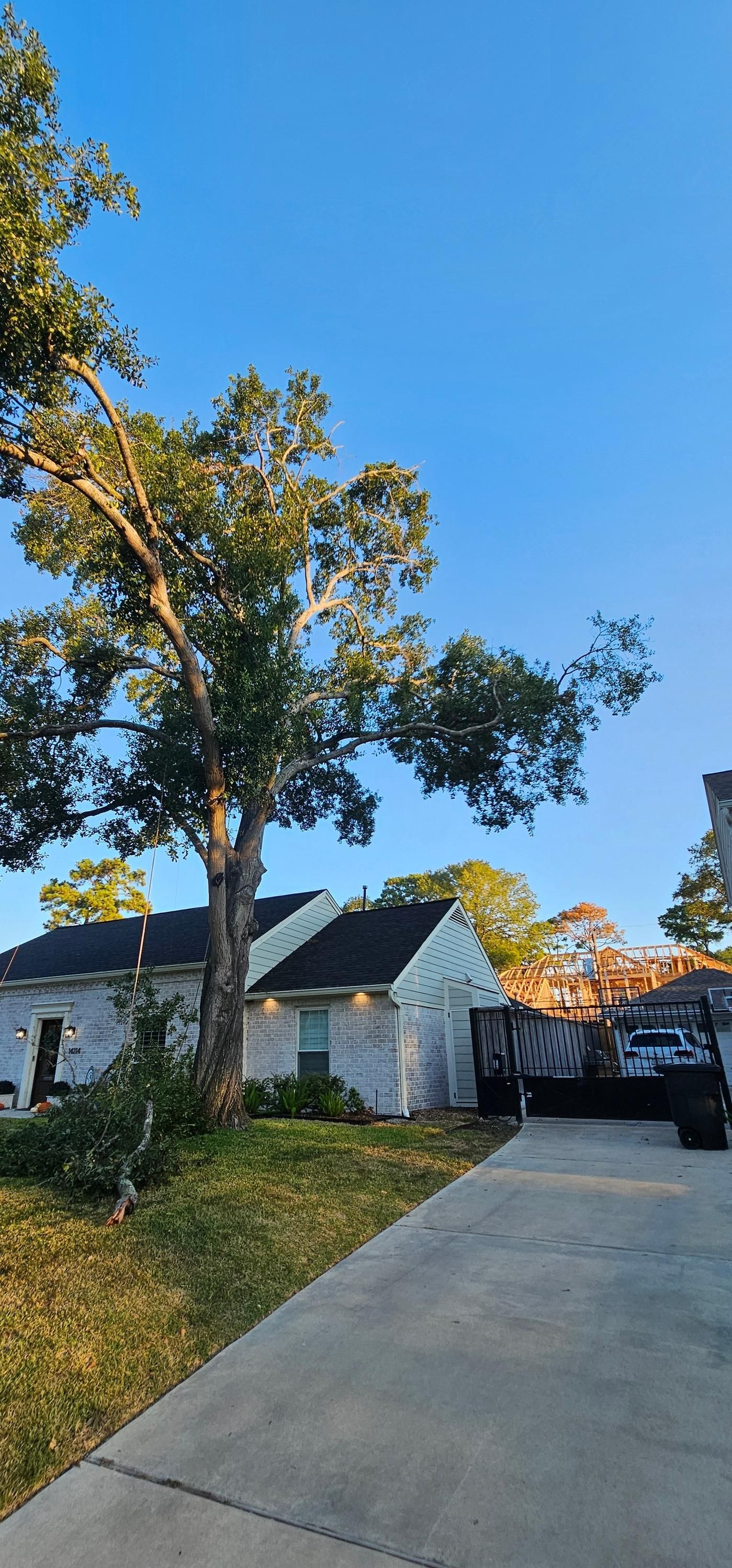  for Servin's Tree Care  in Houston, TX