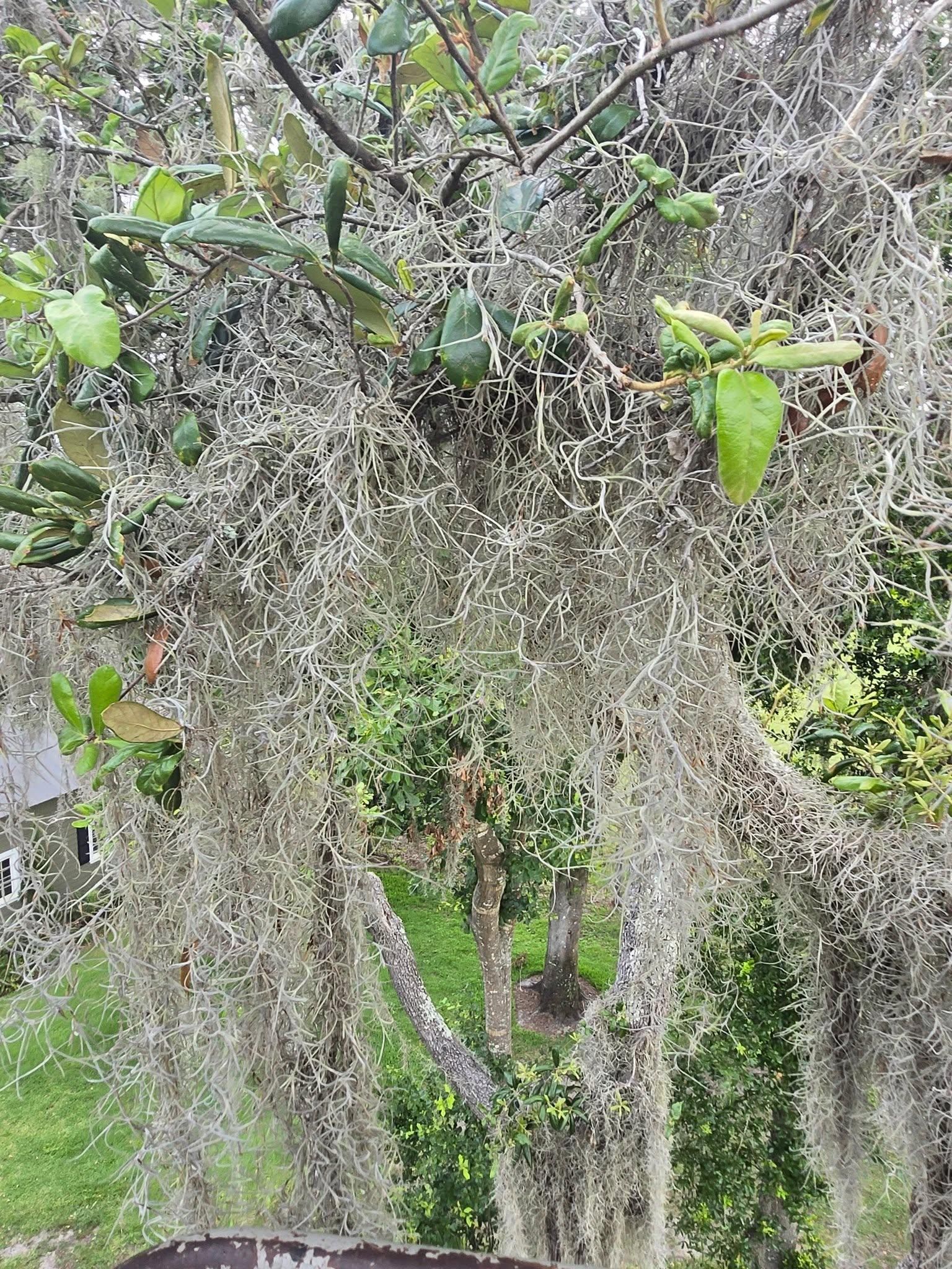 All Photos for TREE BOYS in Ruskin, FL