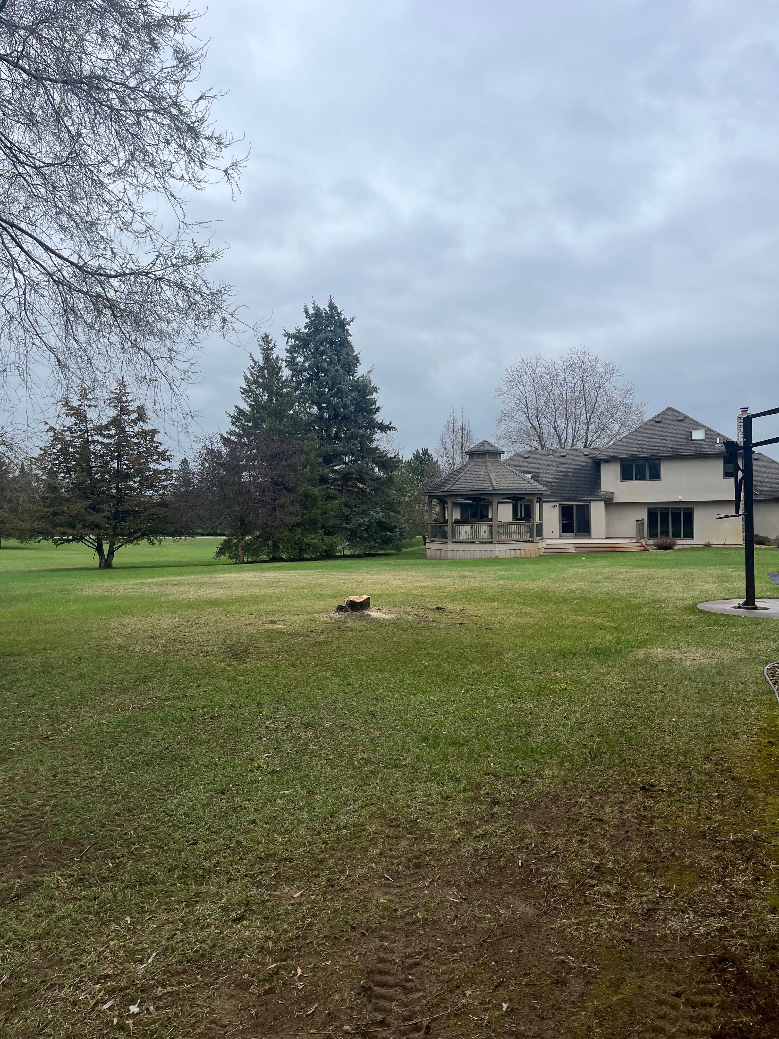 Trees for K and Z Tree Care in Andover, MN