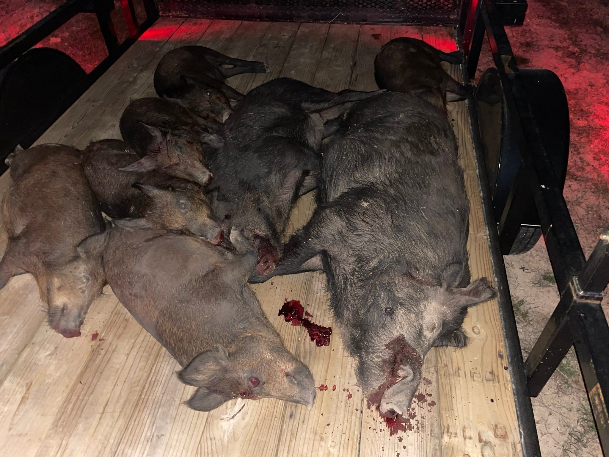  for Havoc Hog Control in Molino, FL